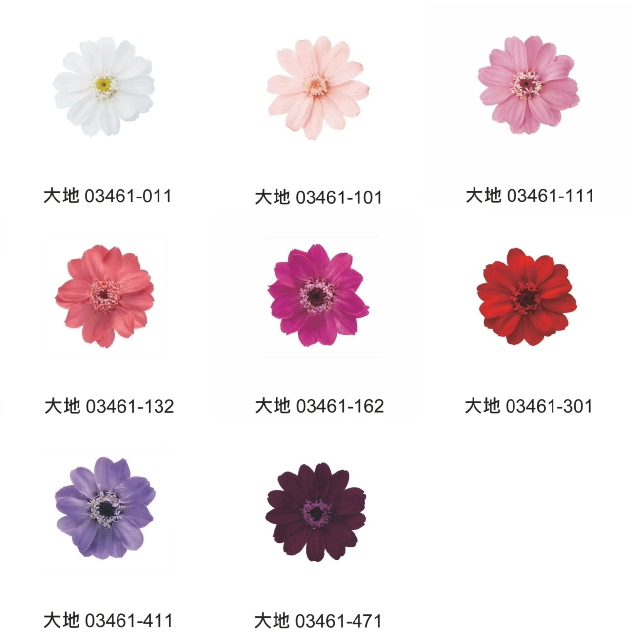大地農園百日草 03461/03464