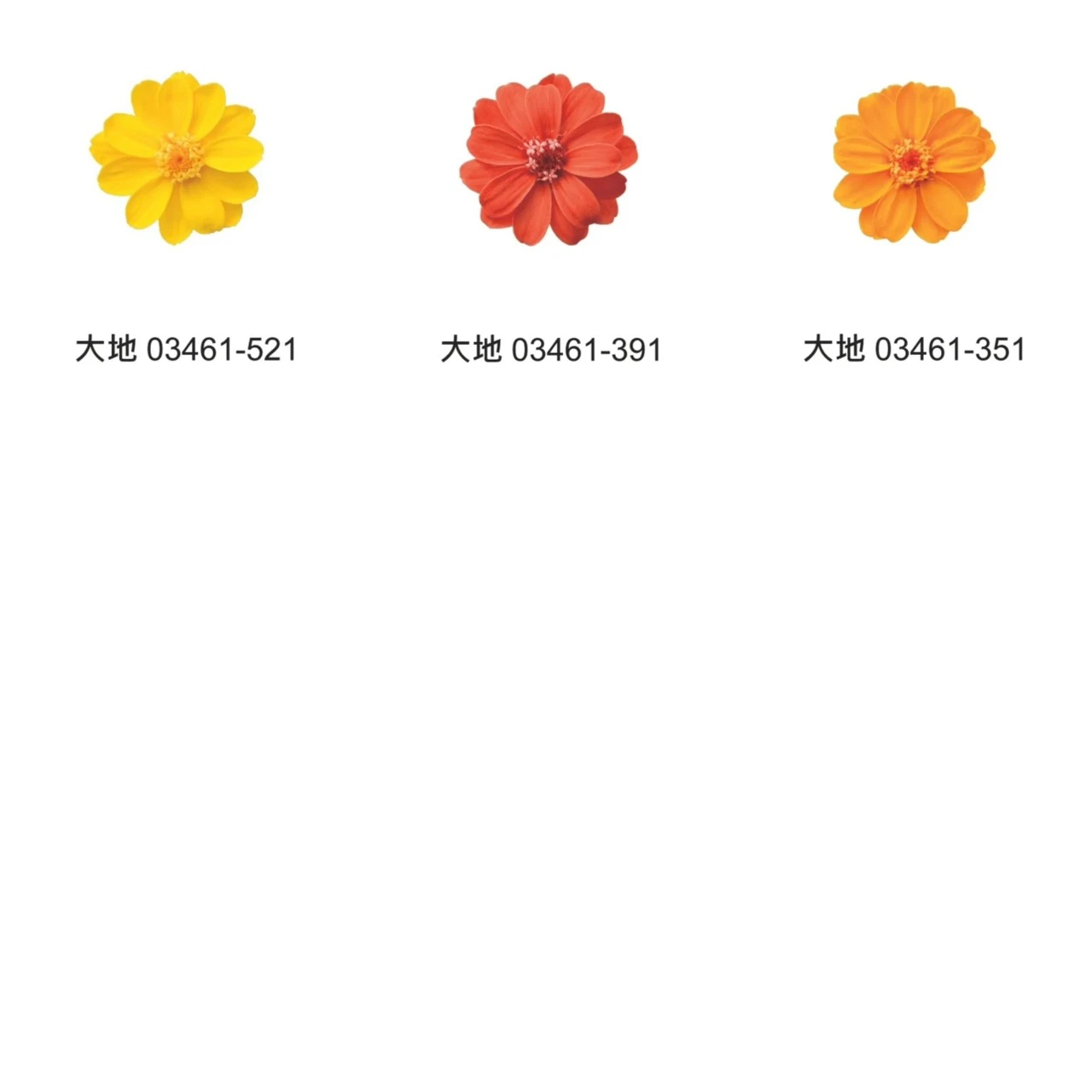 大地農園百日草 03461/03464