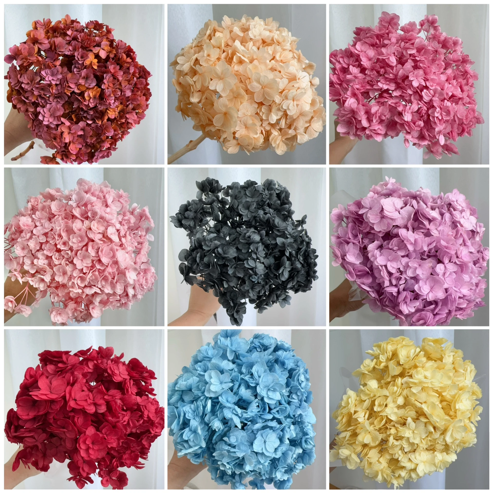 永生重瓣繡球