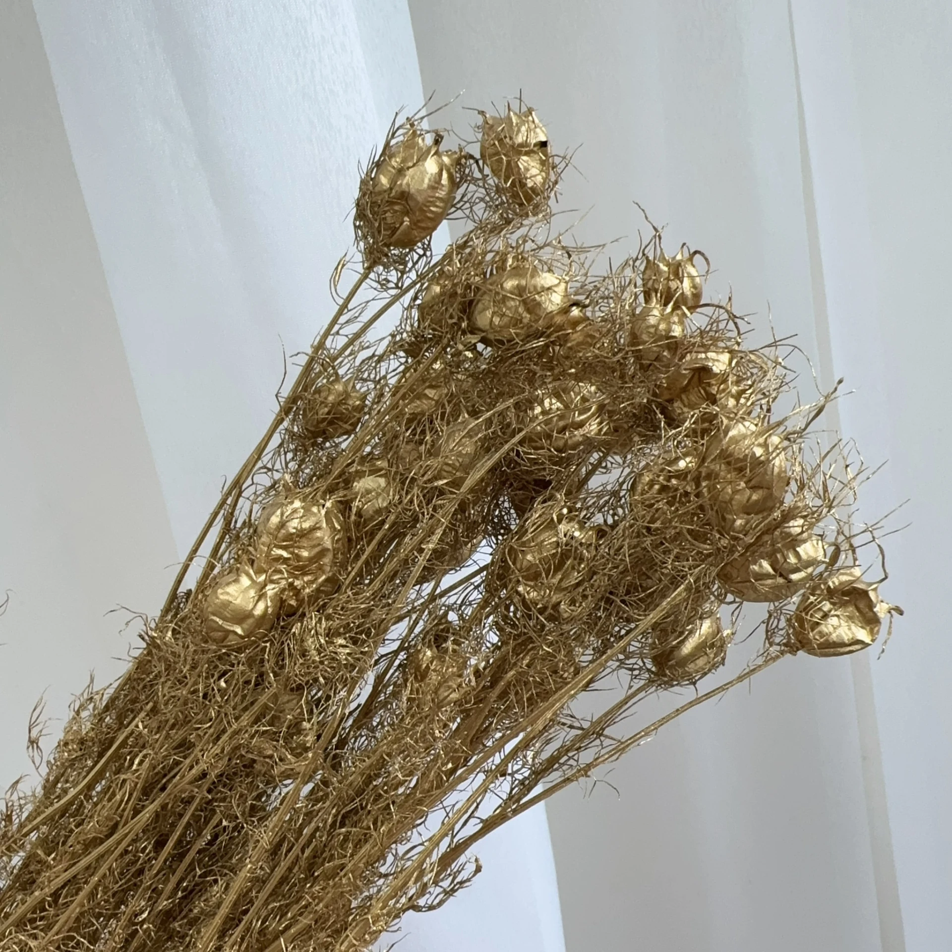金色黑種草 黑種果