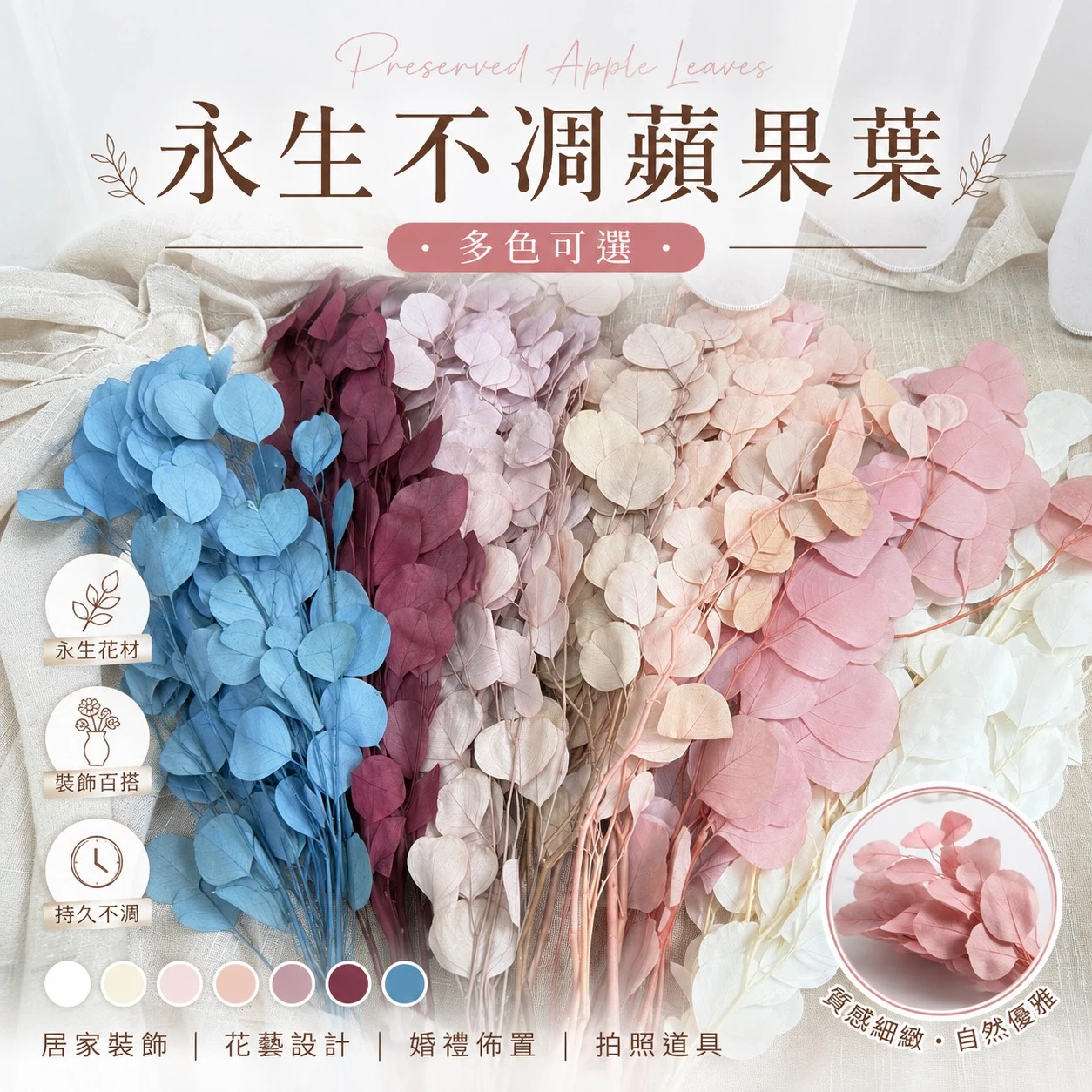 永生圓葉尤加利葉(蘋果葉)