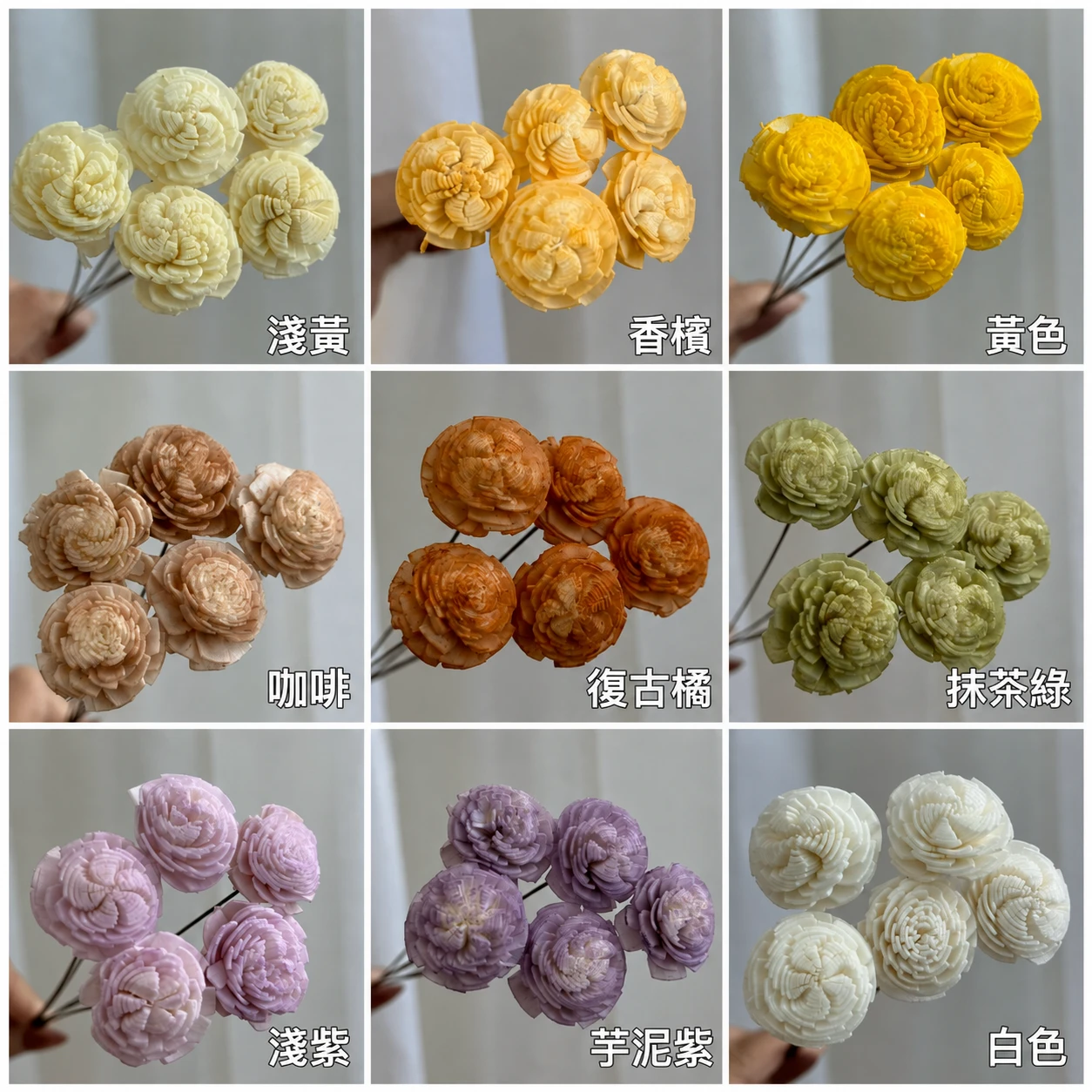 2公分泰國索拉-超迷你太陽玫瑰 貝力(大地32084同款)