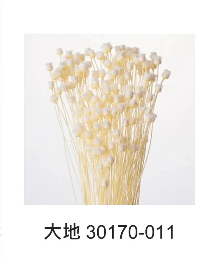 大地 快樂花 自然米黃