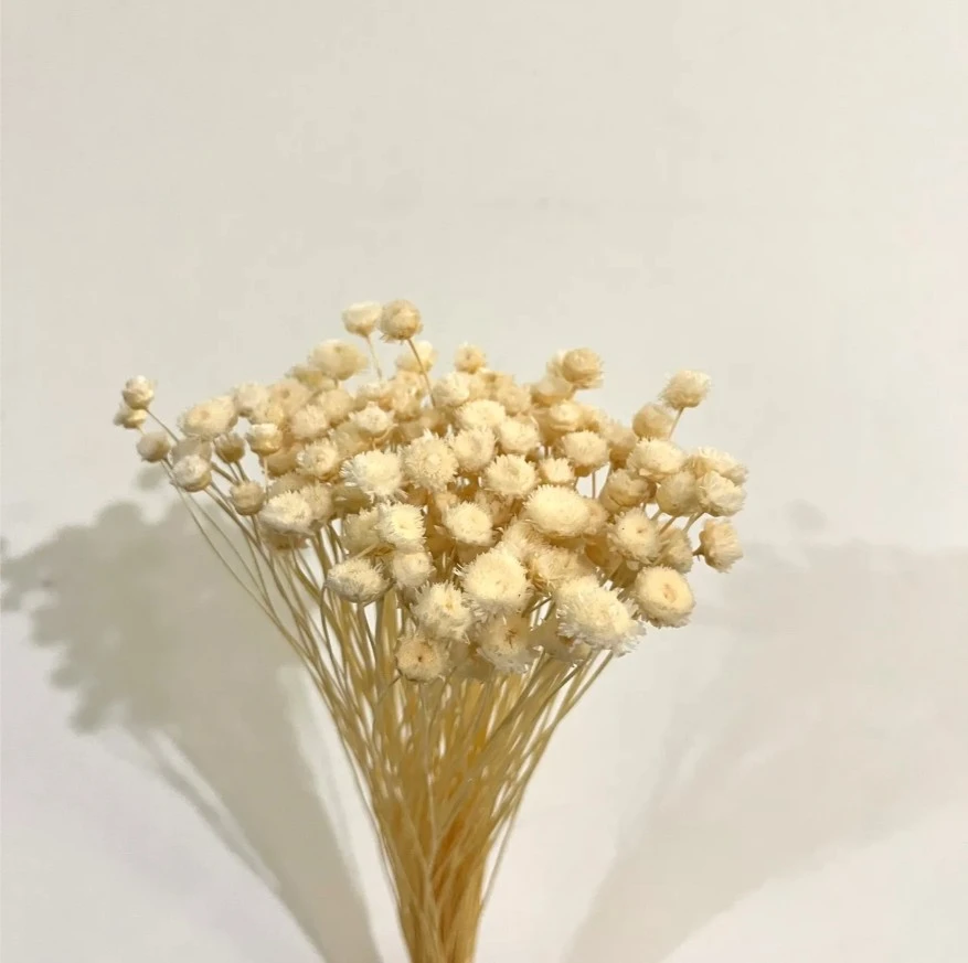 大地 快樂花 自然米黃