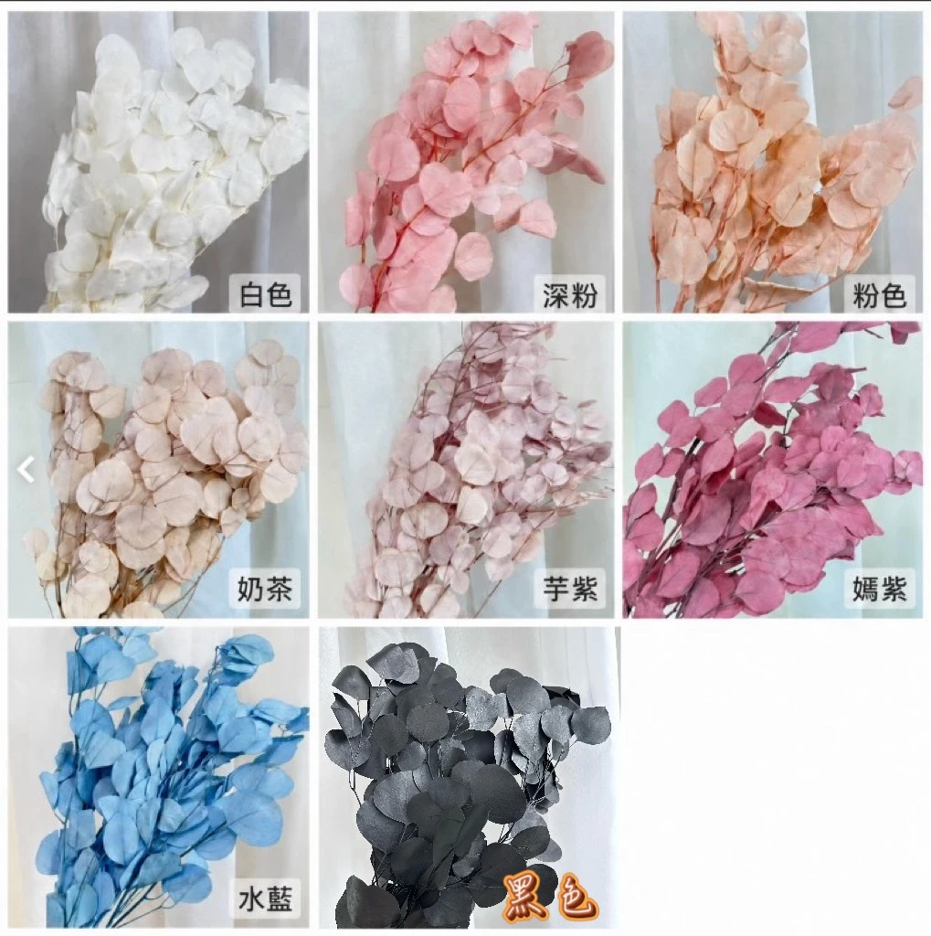 永生圓葉尤加利葉(蘋果葉)