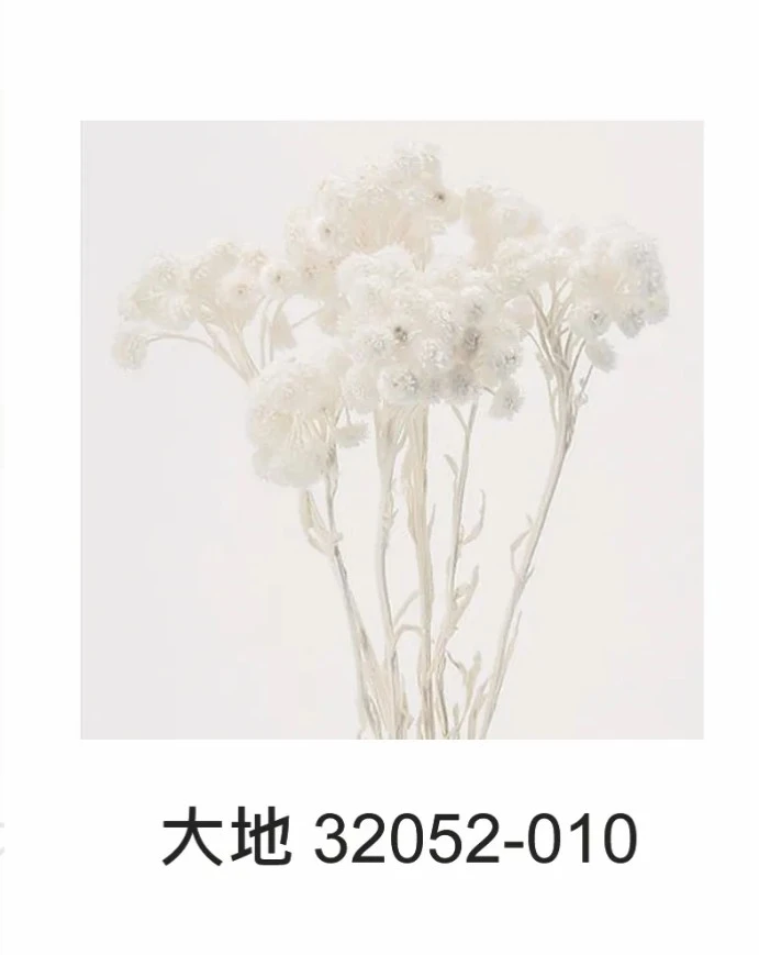 大地 蠟菊32052
