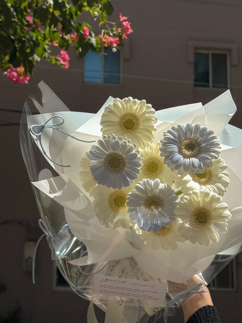 奶油白 x 碎冰藍非洲菊 小太陽花束 Icy Blue Gerbera Daisy