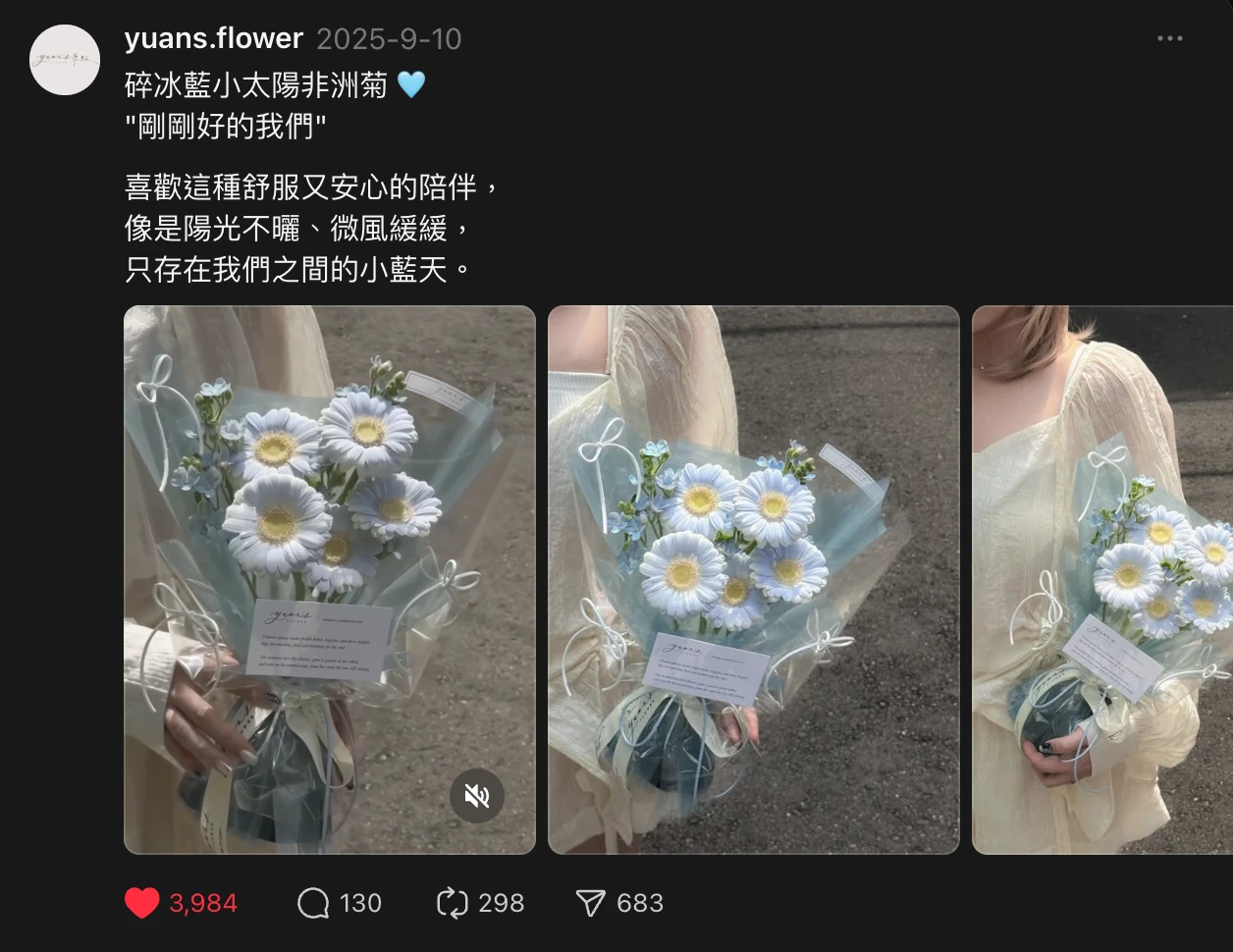 碎冰藍非洲菊 小太陽花束 實拍