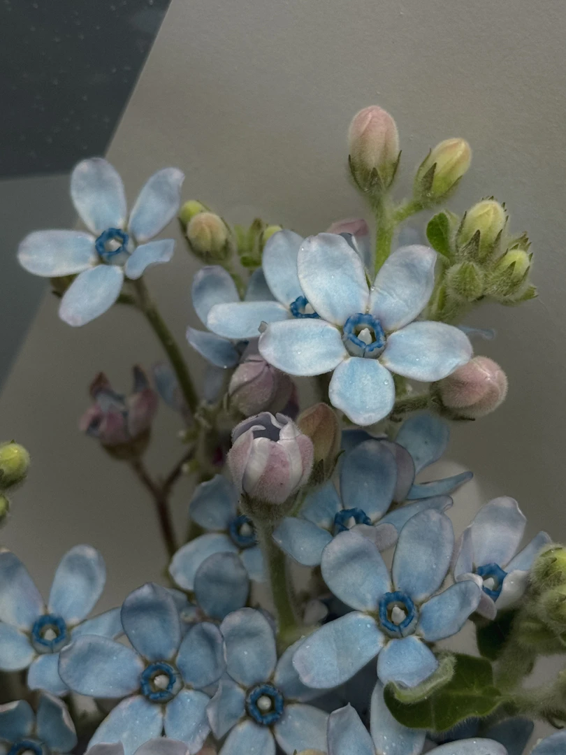 baby blue 日本藍星花花苞與天藍色小花近拍