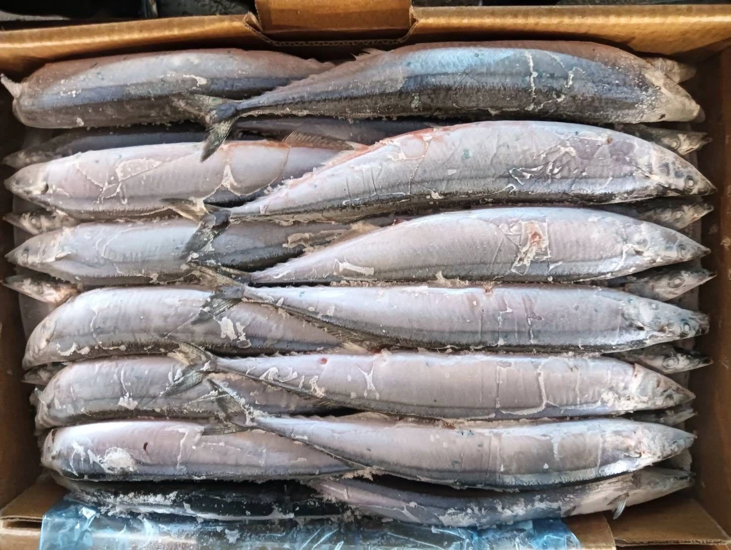 特選秋刀魚(三入)