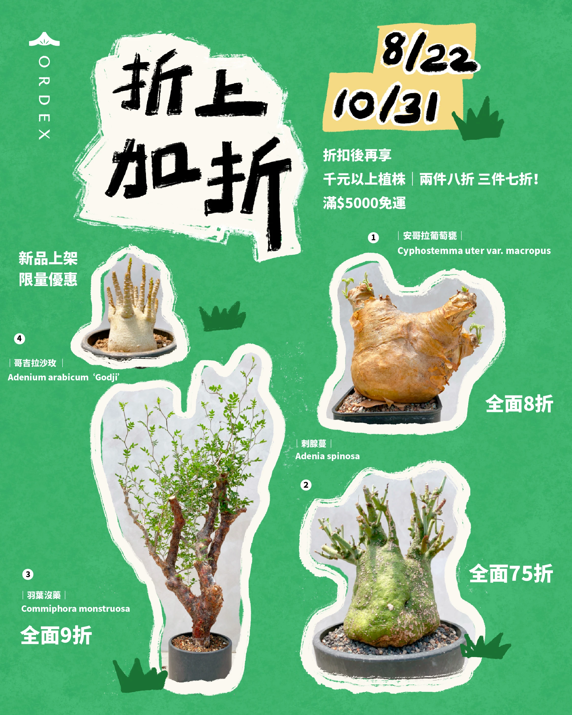 大型株 銀冠玉 Lophophora fricii 銀冠玉Lophophora fricii – TabooCat's Blog