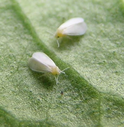🐜《塊根植物的病蟲害圖鑑：那些你沒發現的潛在殺手》