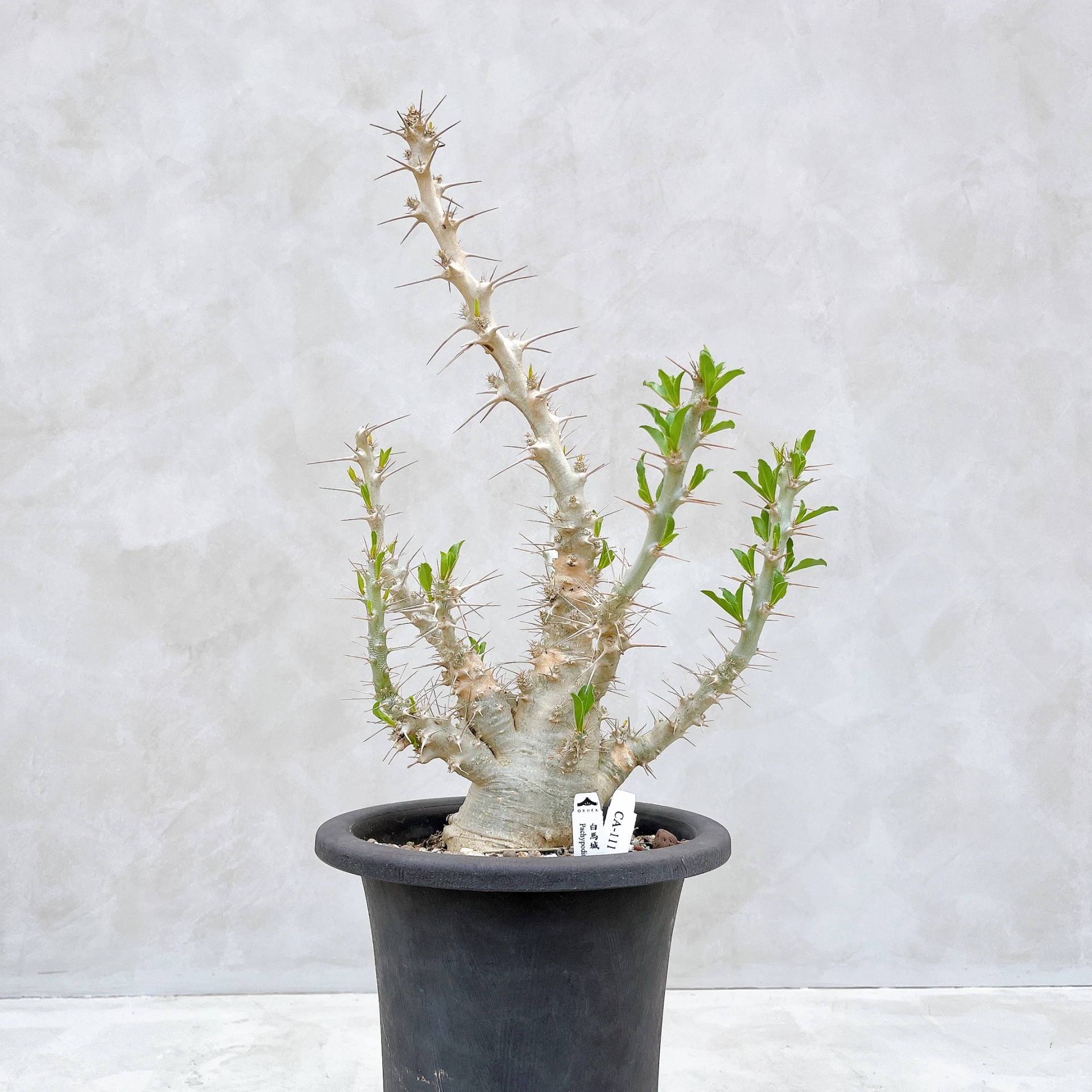 白馬城 Pachypodium saundersii CA-111