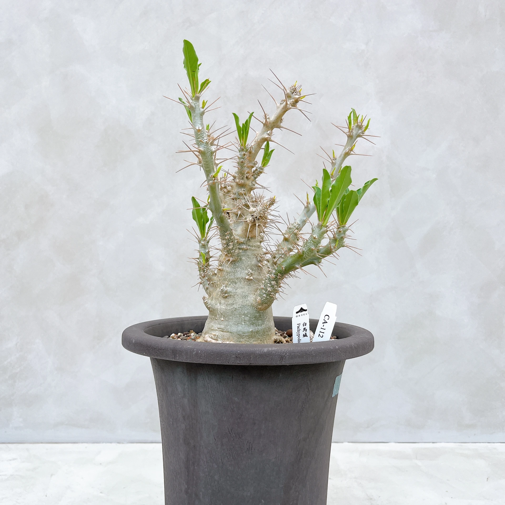 白馬城 Pachypodium saundersii CA-112