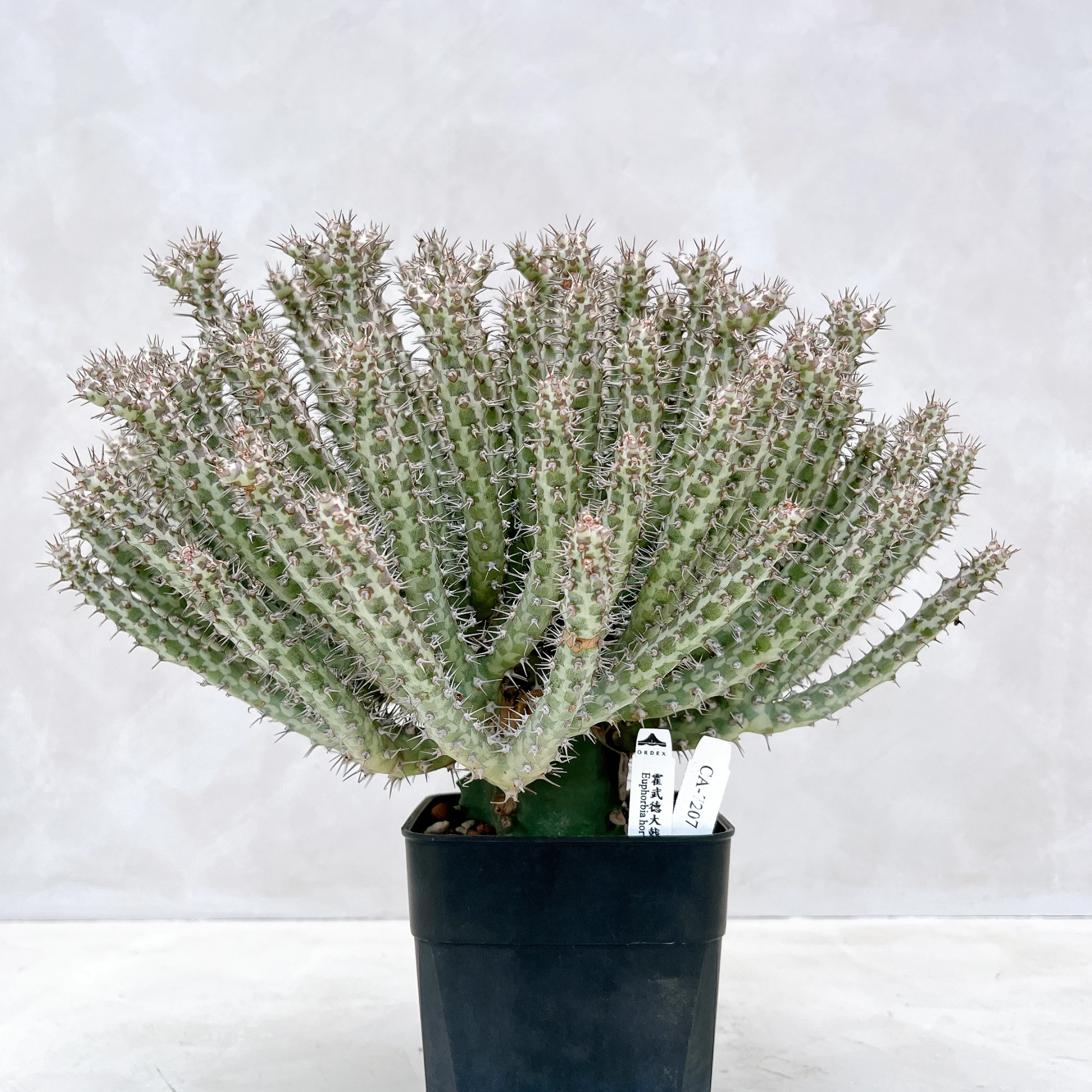 霍武德大戟 Euphorbia horwoodii CA-7207