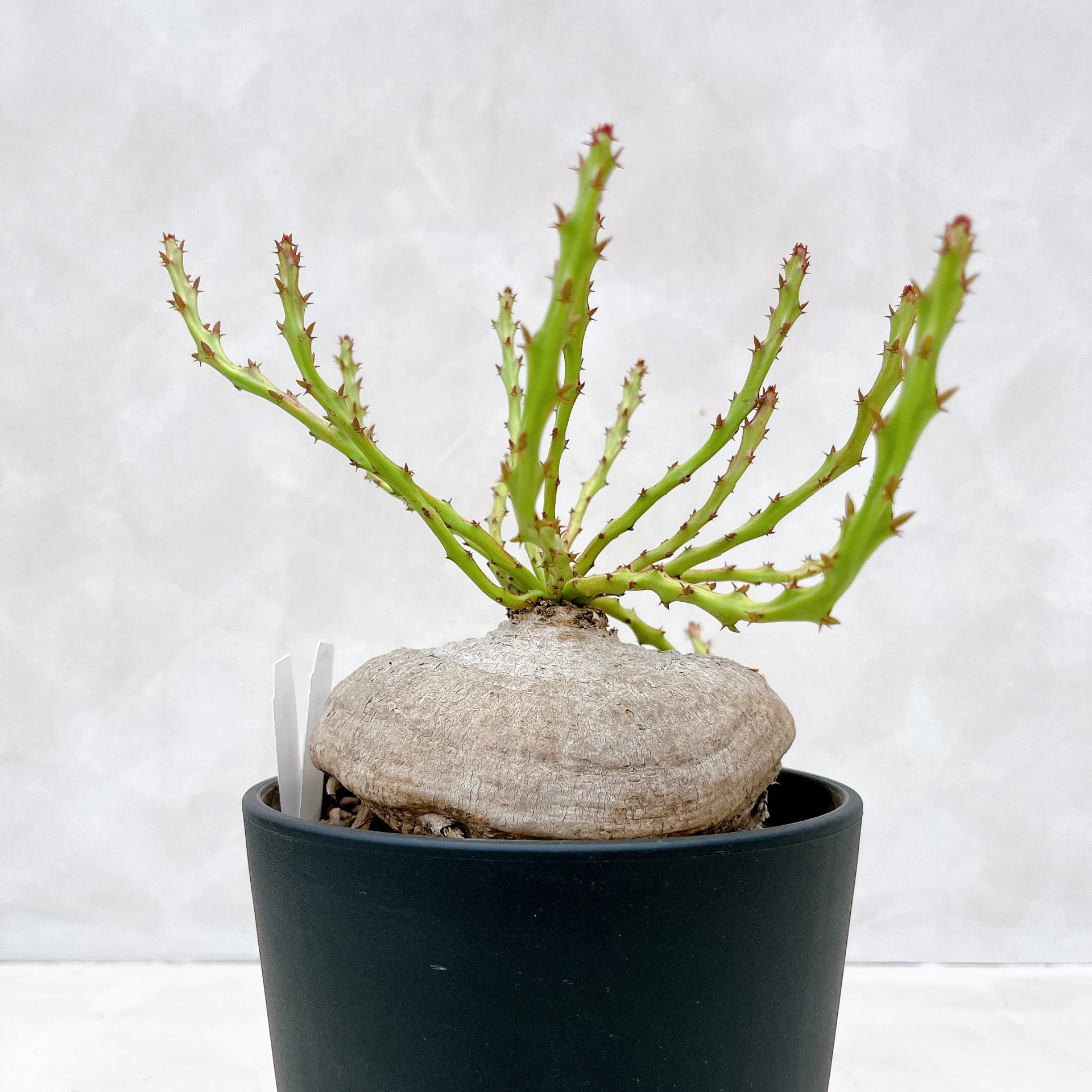 蓬萊島 Euphorbia decidua CA-10497