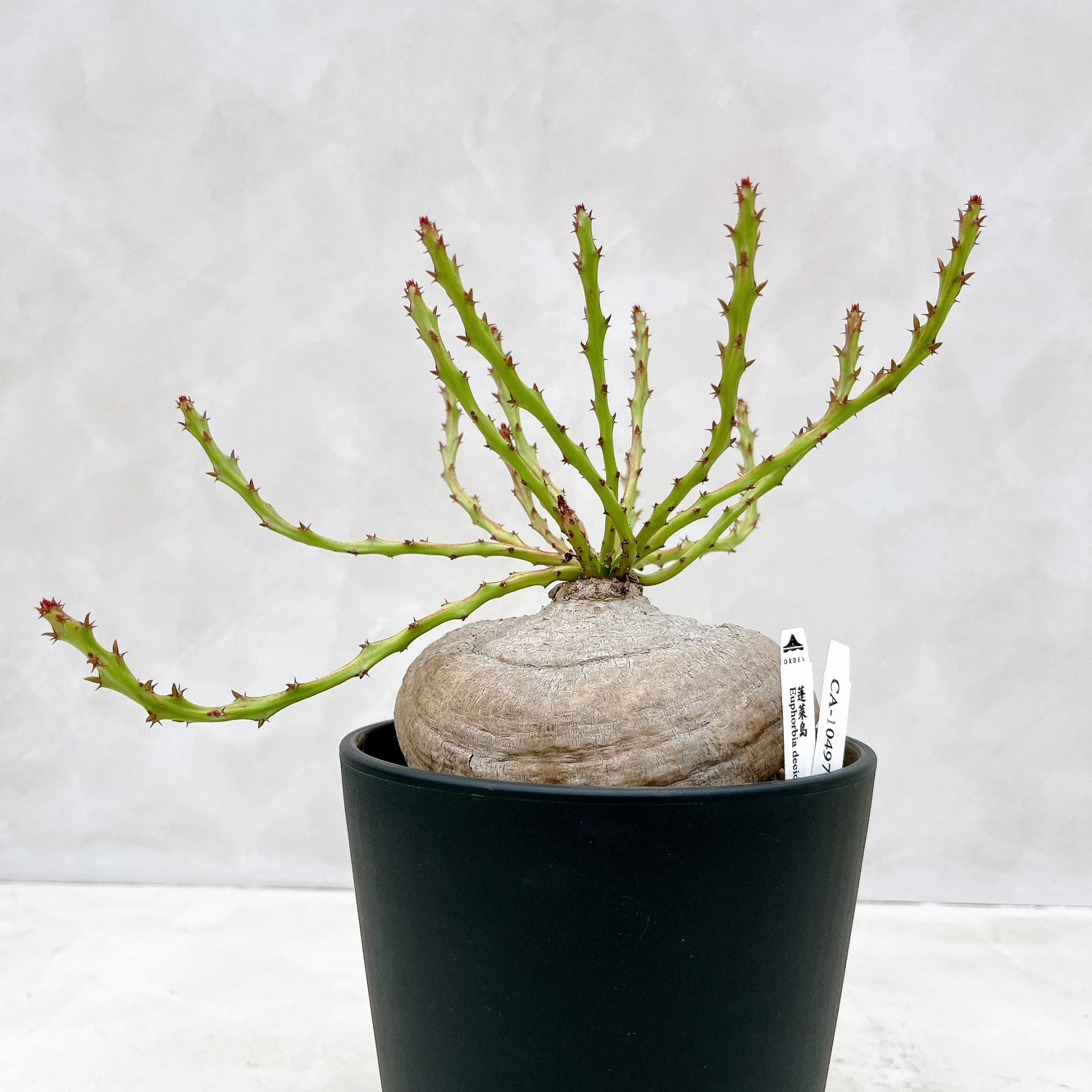 蓬萊島 Euphorbia decidua CA-10497