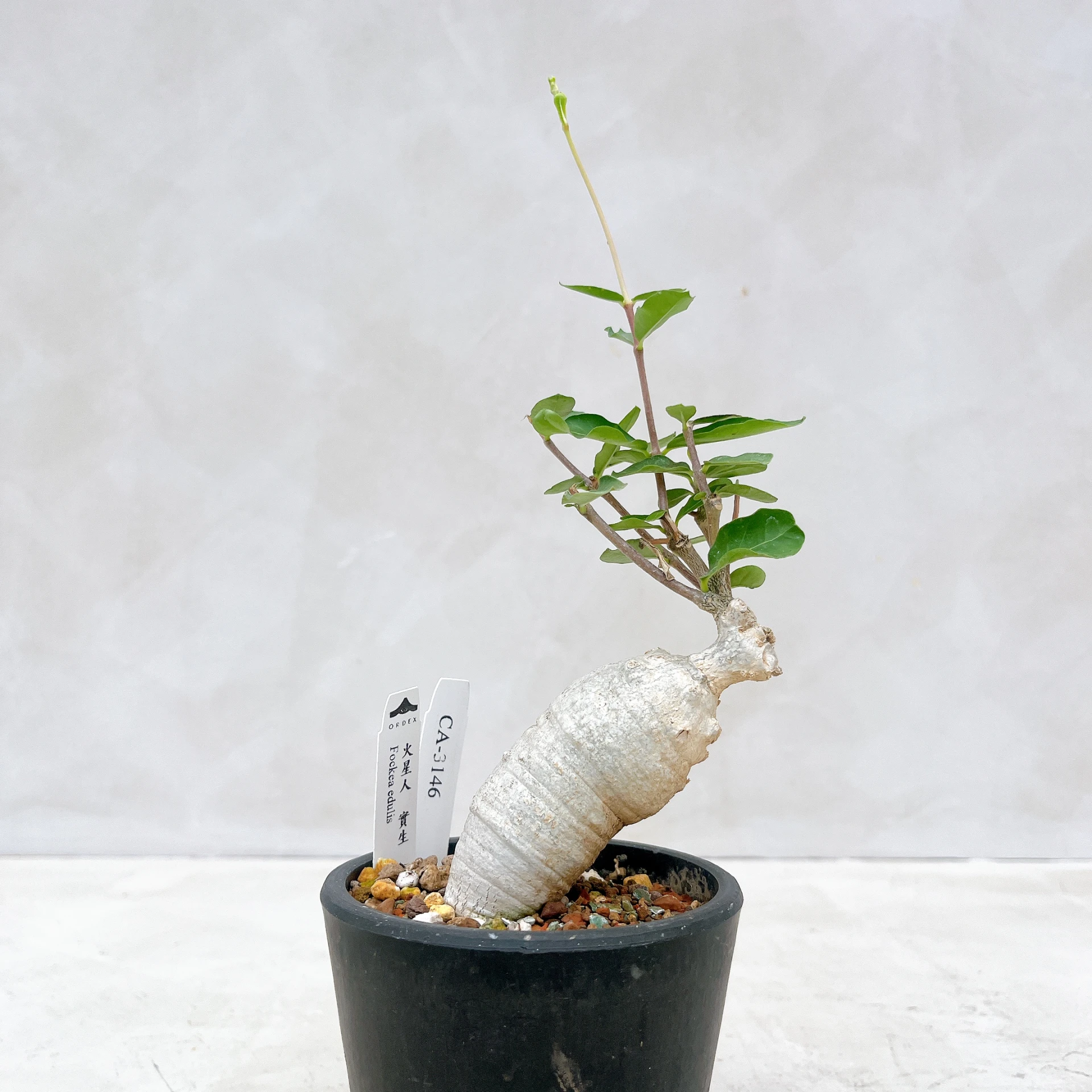 火星人 Fockea edulis CA-3146