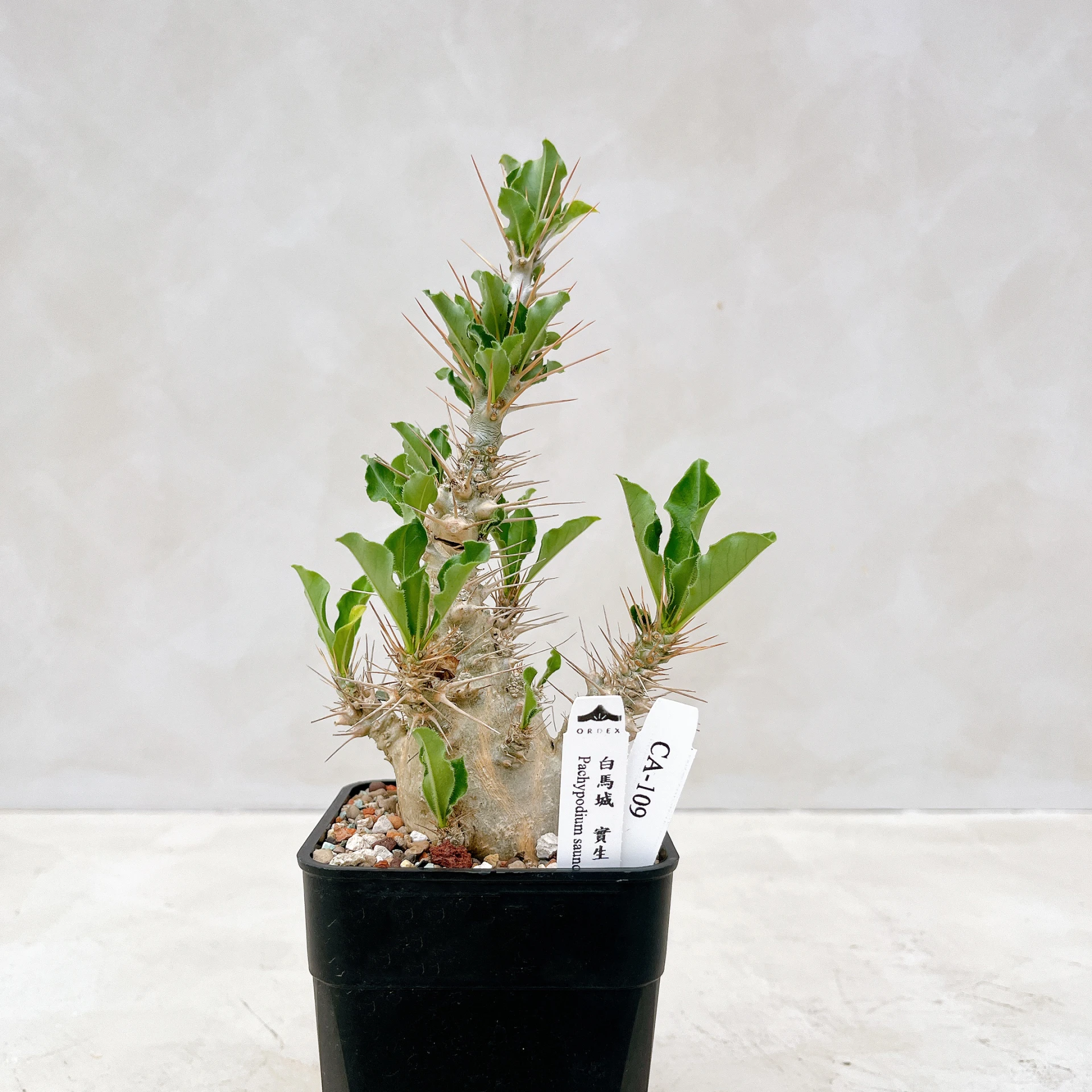 白馬城 Pachypodium saundersii CA-109