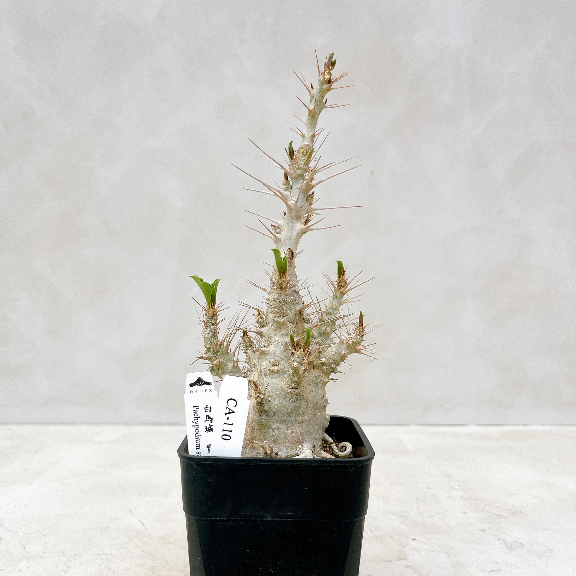 白馬城 Pachypodium saundersii CA-110