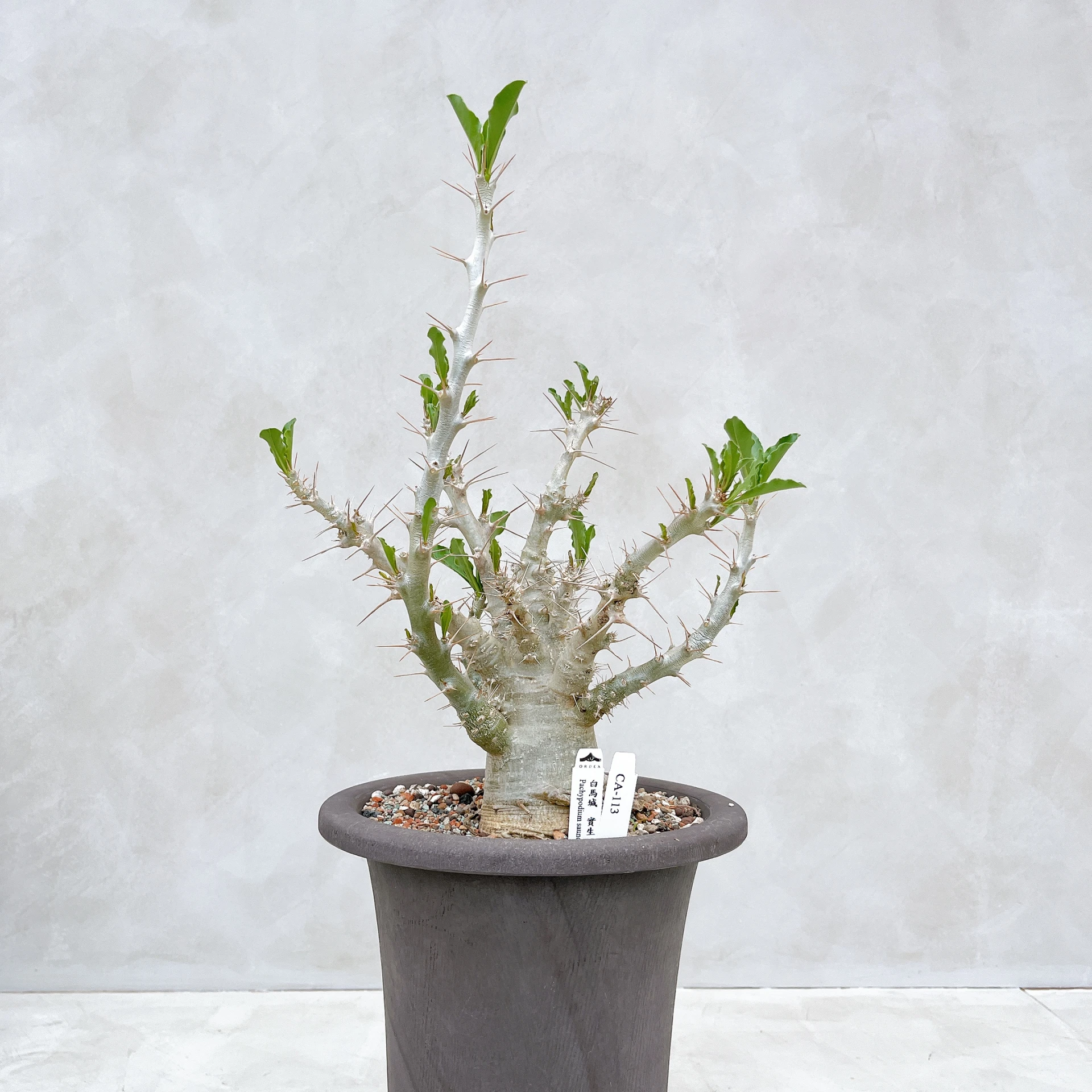 白馬城 Pachypodium saundersii CA-113