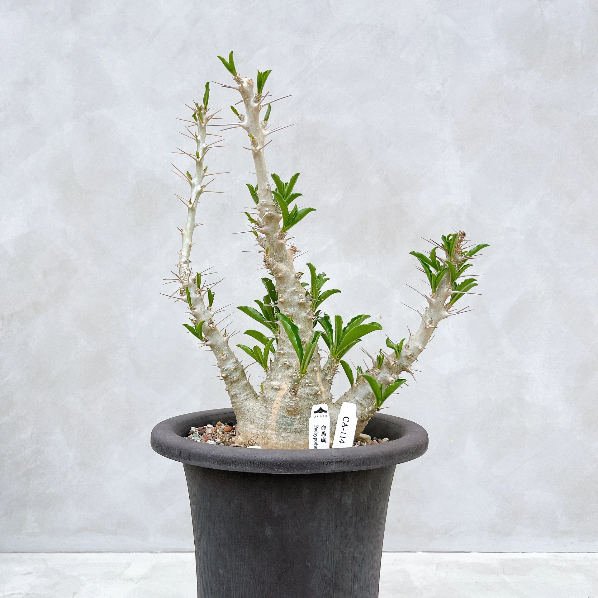 白馬城 Pachypodium saundersii CA-114