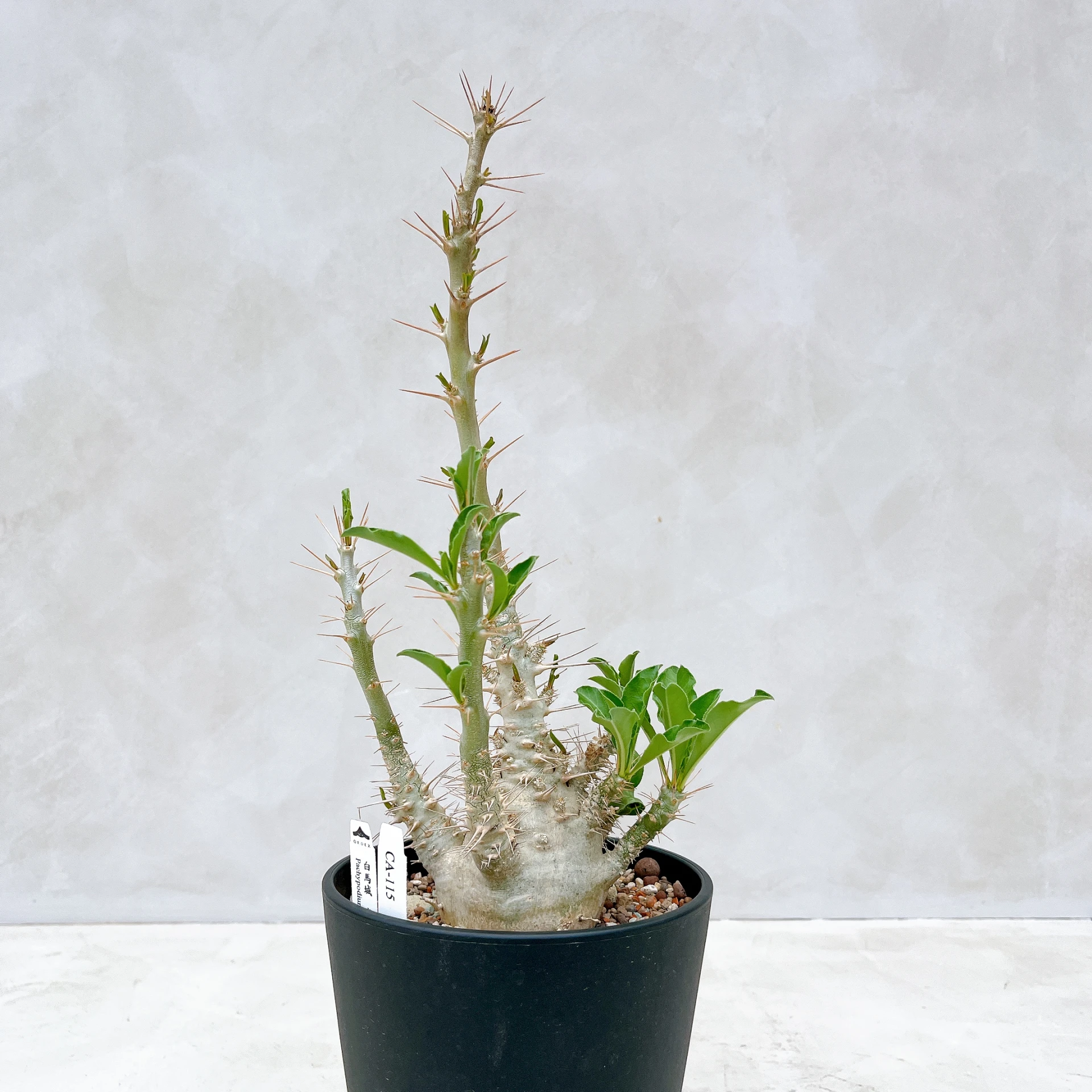 白馬城 Pachypodium saundersii CA-115