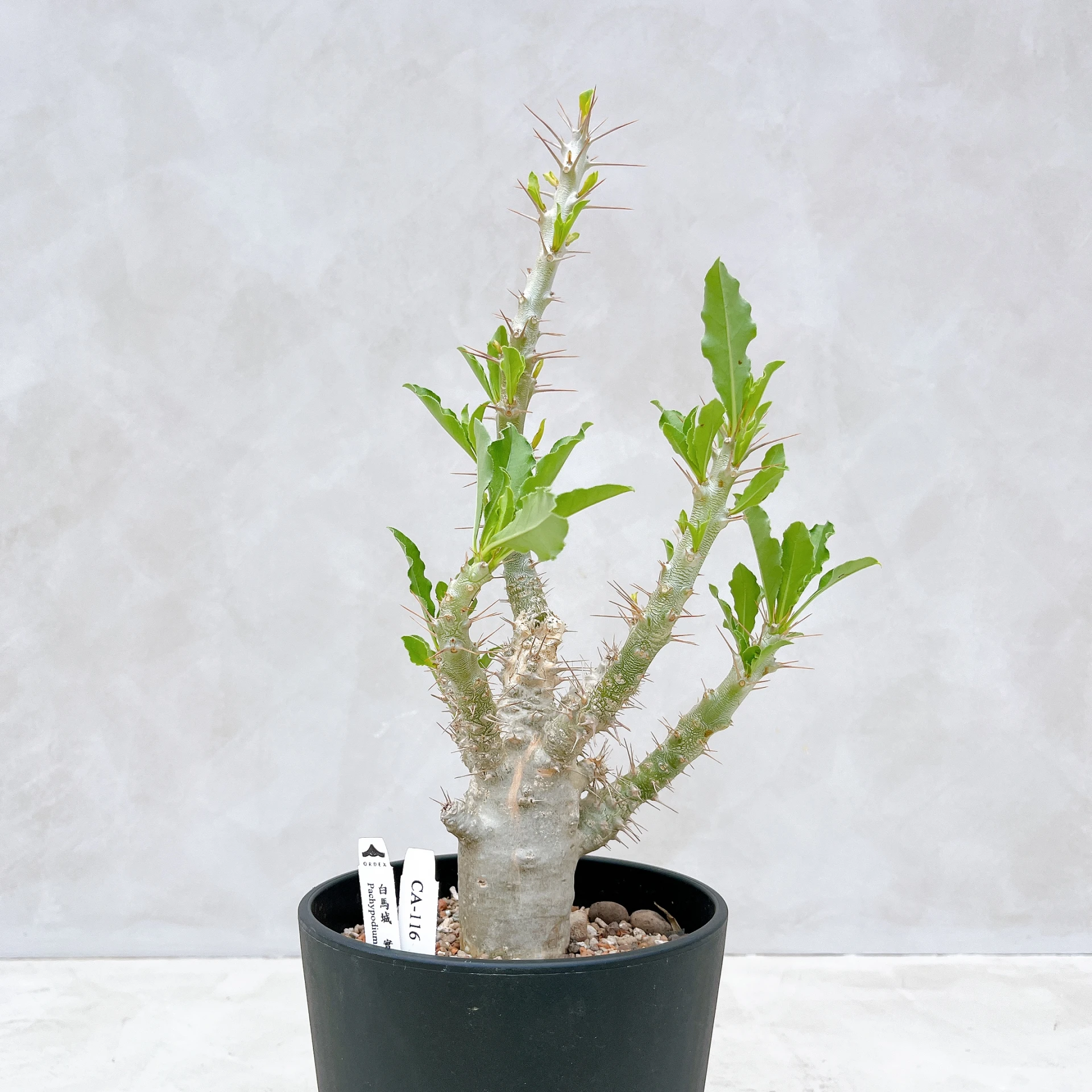 白馬城 Pachypodium saundersii CA-116