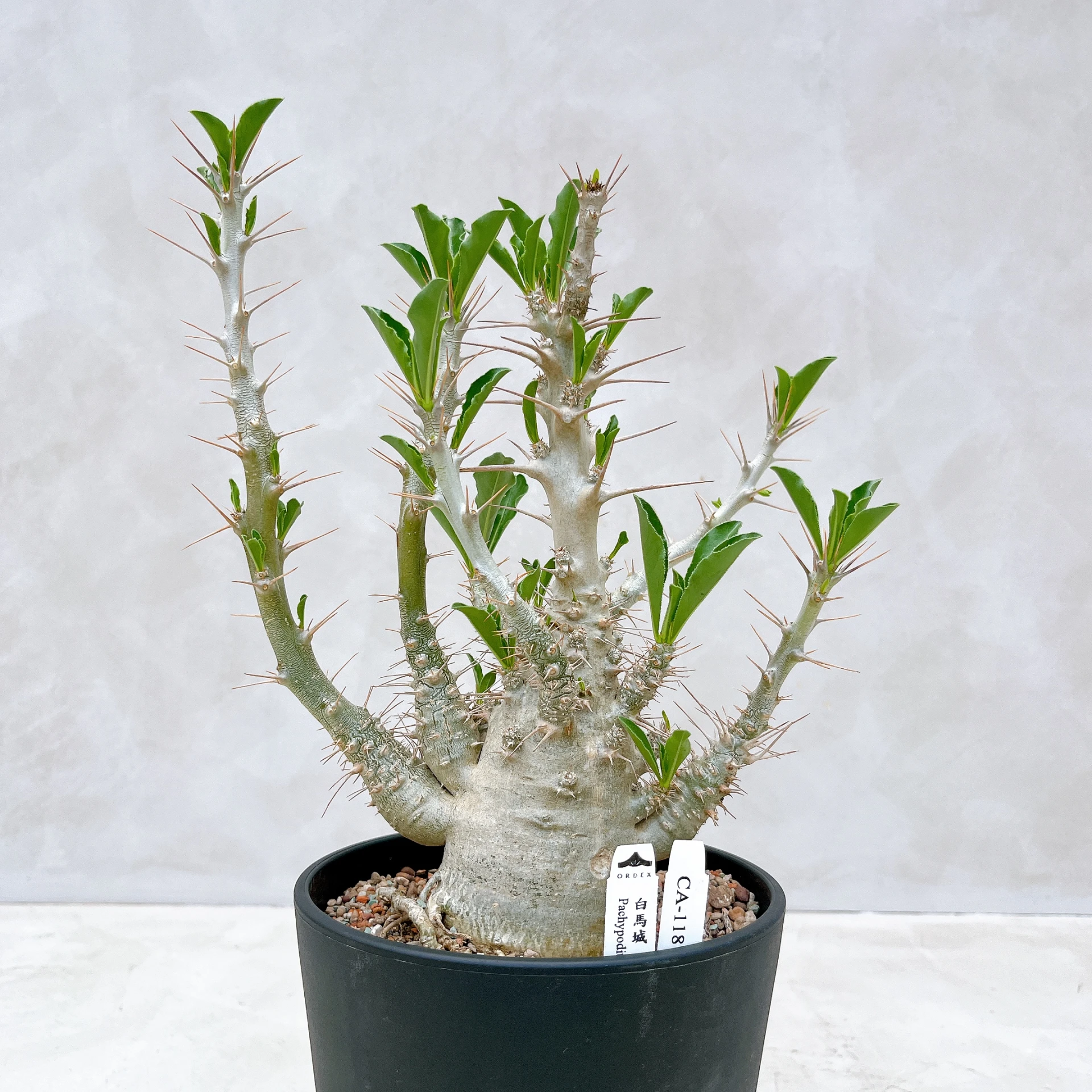 白馬城 Pachypodium saundersii CA-118