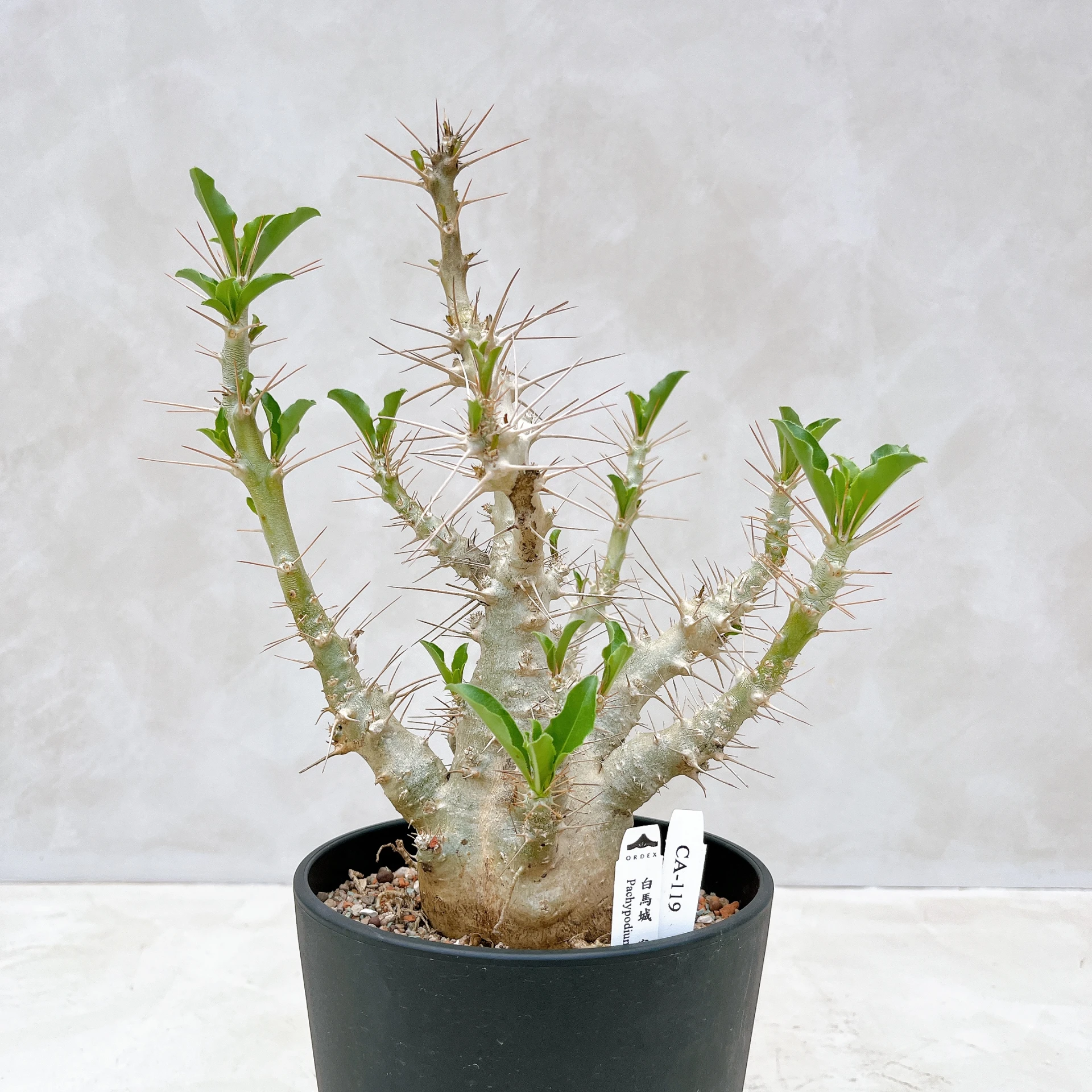 白馬城 Pachypodium saundersii CA-119