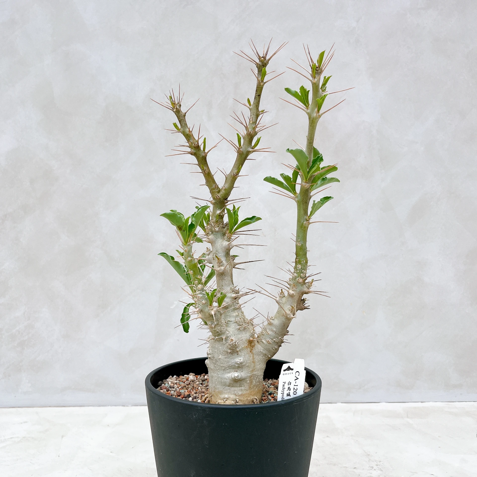 白馬城 Pachypodium saundersii CA-120