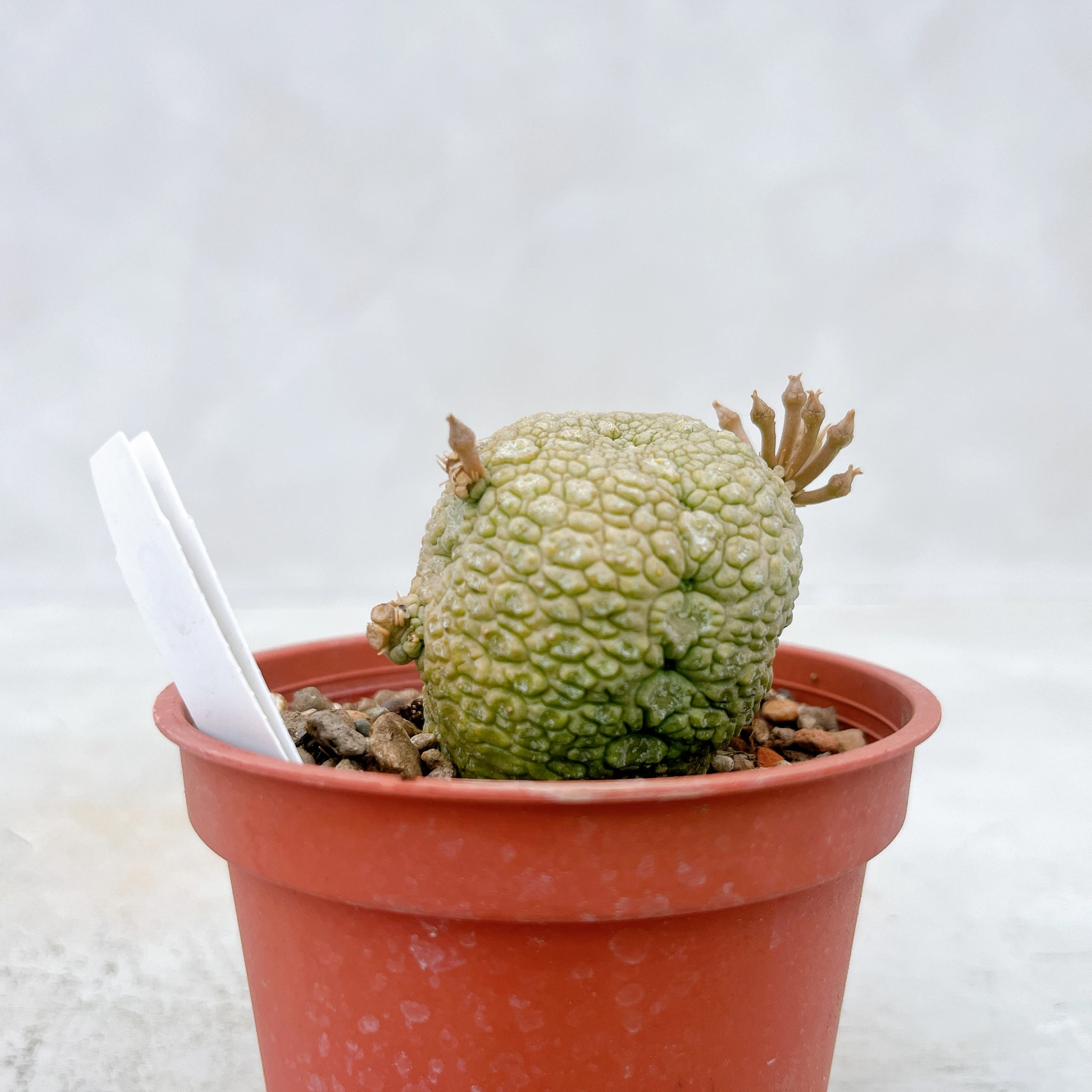 凝蹄玉 Pseudolithos migiurtinus CA-5087