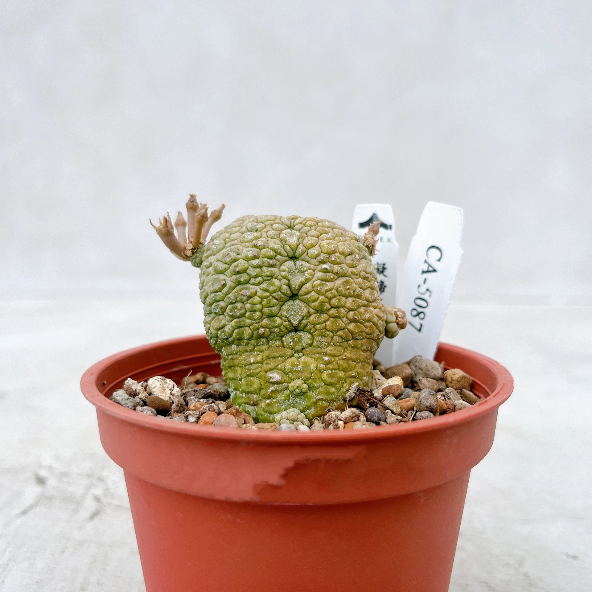 凝蹄玉 Pseudolithos migiurtinus CA-5087