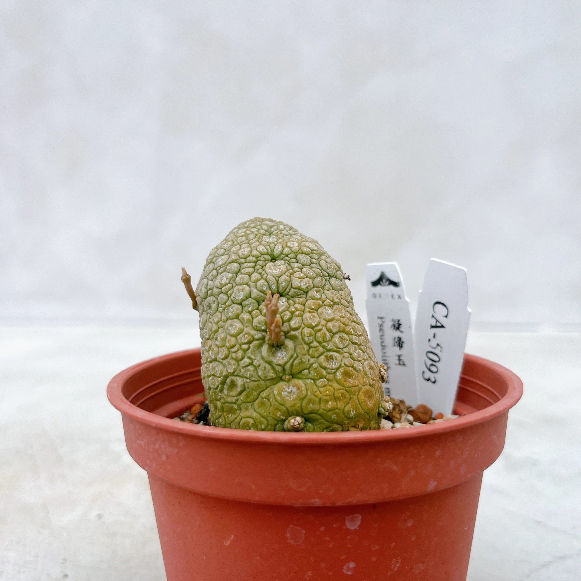 凝蹄玉 Pseudolithos migiurtinus CA-5093