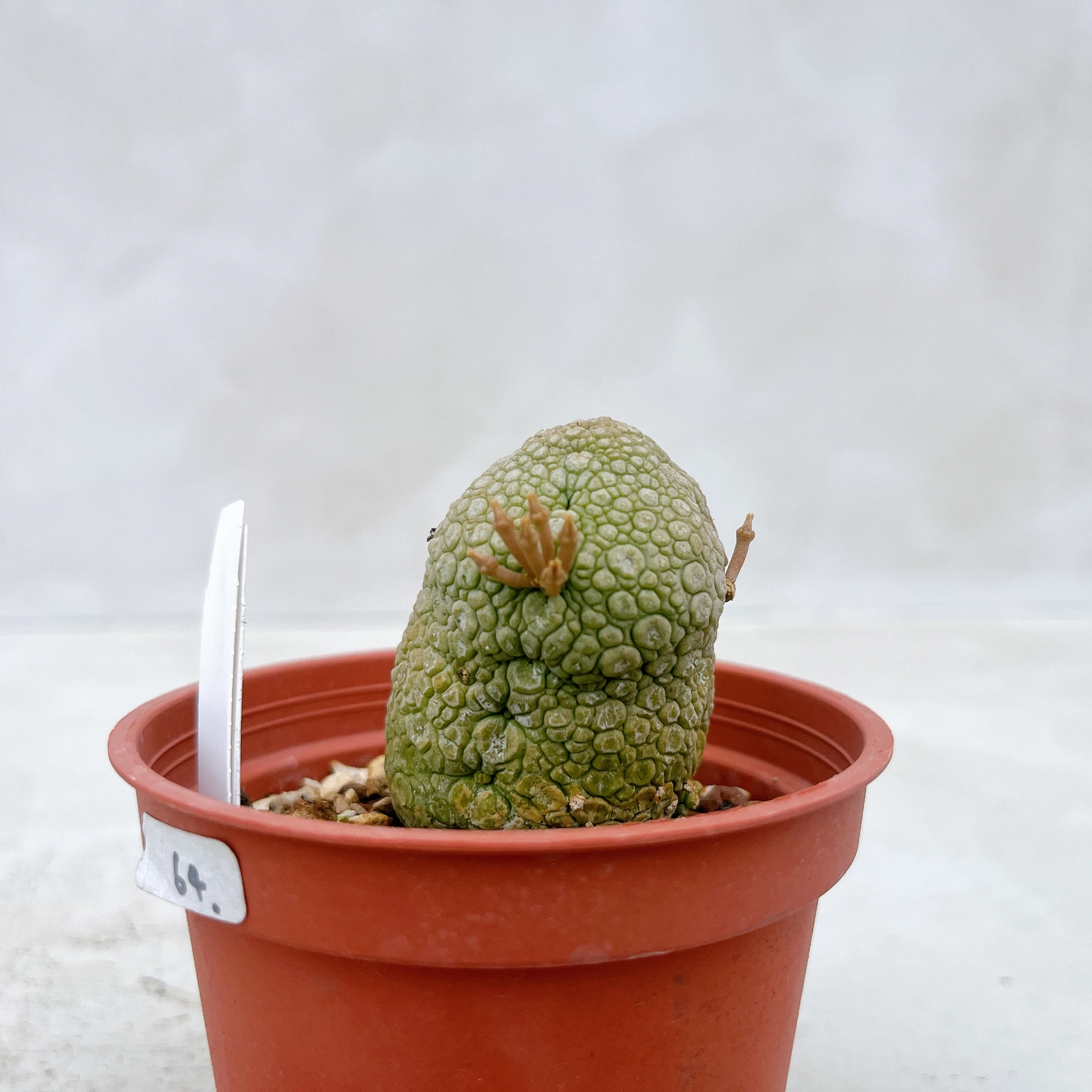 凝蹄玉 Pseudolithos migiurtinus CA-5093