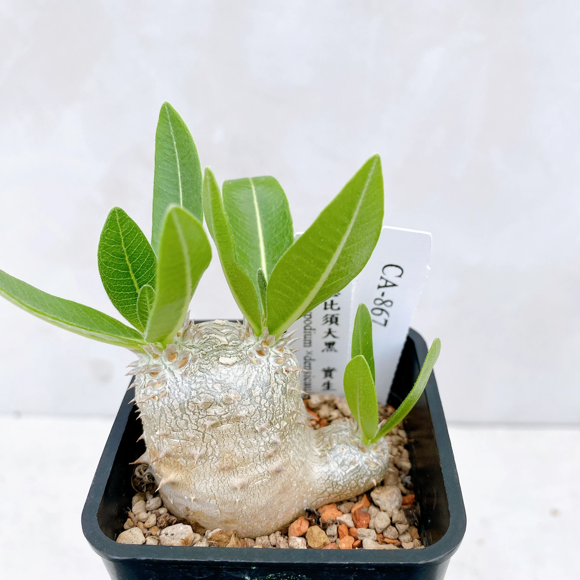 惠比須大黑 Pachypodium ×densicaule(P. densiflorum × P. brevicaule) CA-867