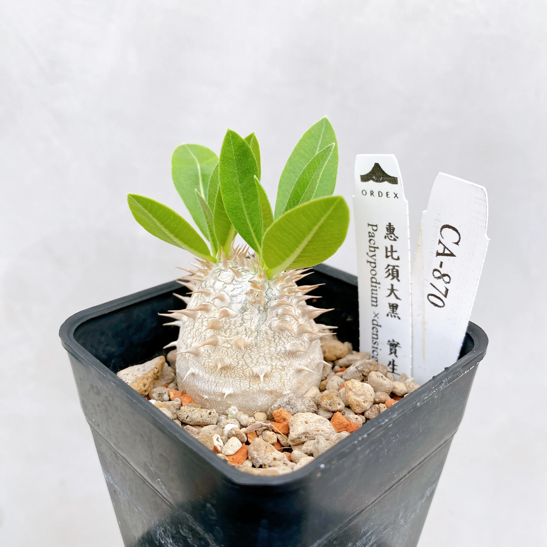 惠比須大黑 Pachypodium ×densicaule(P. densiflorum × P. brevicaule) CA-870