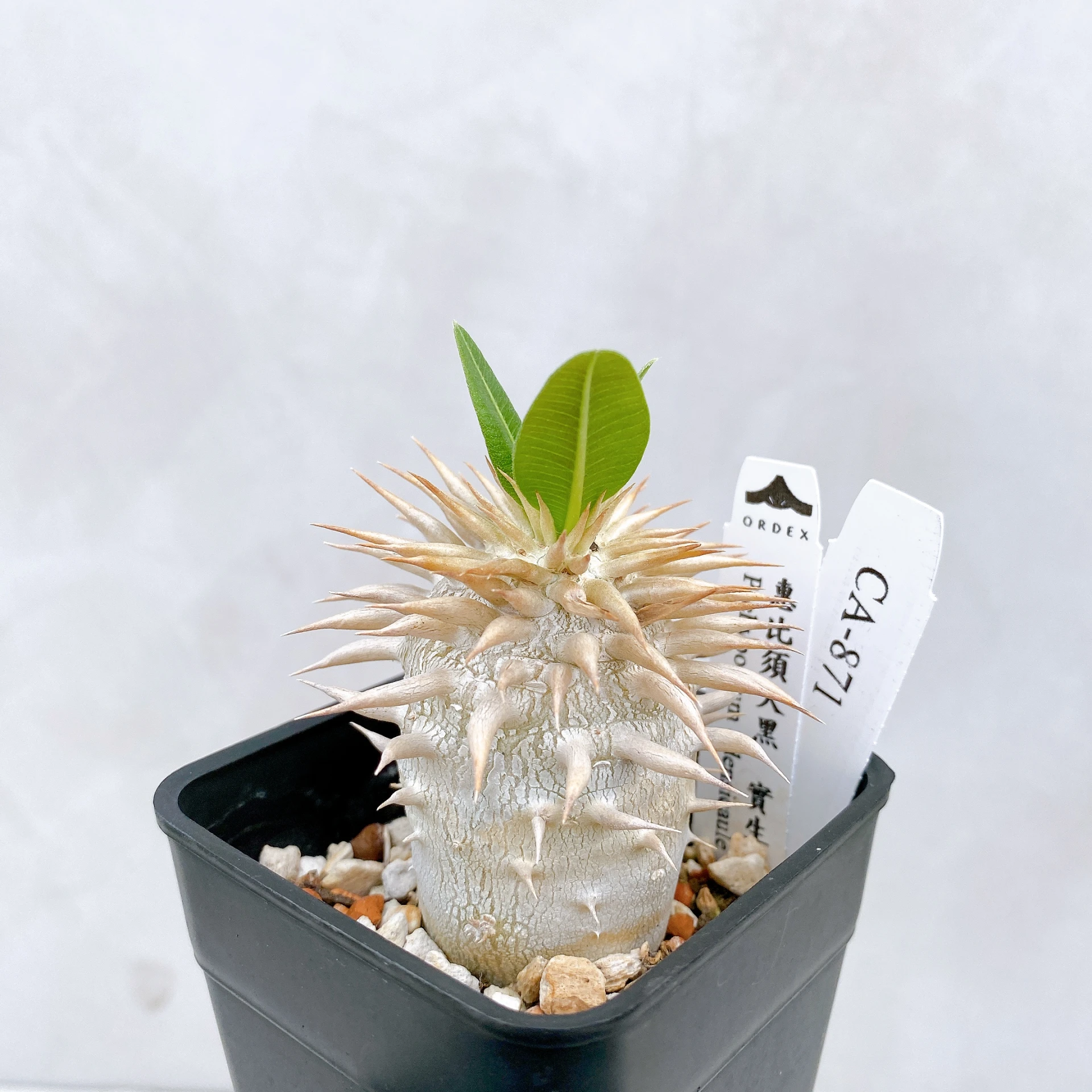 惠比須大黑 Pachypodium ×densicaule(P. densiflorum × P. brevicaule) CA-871