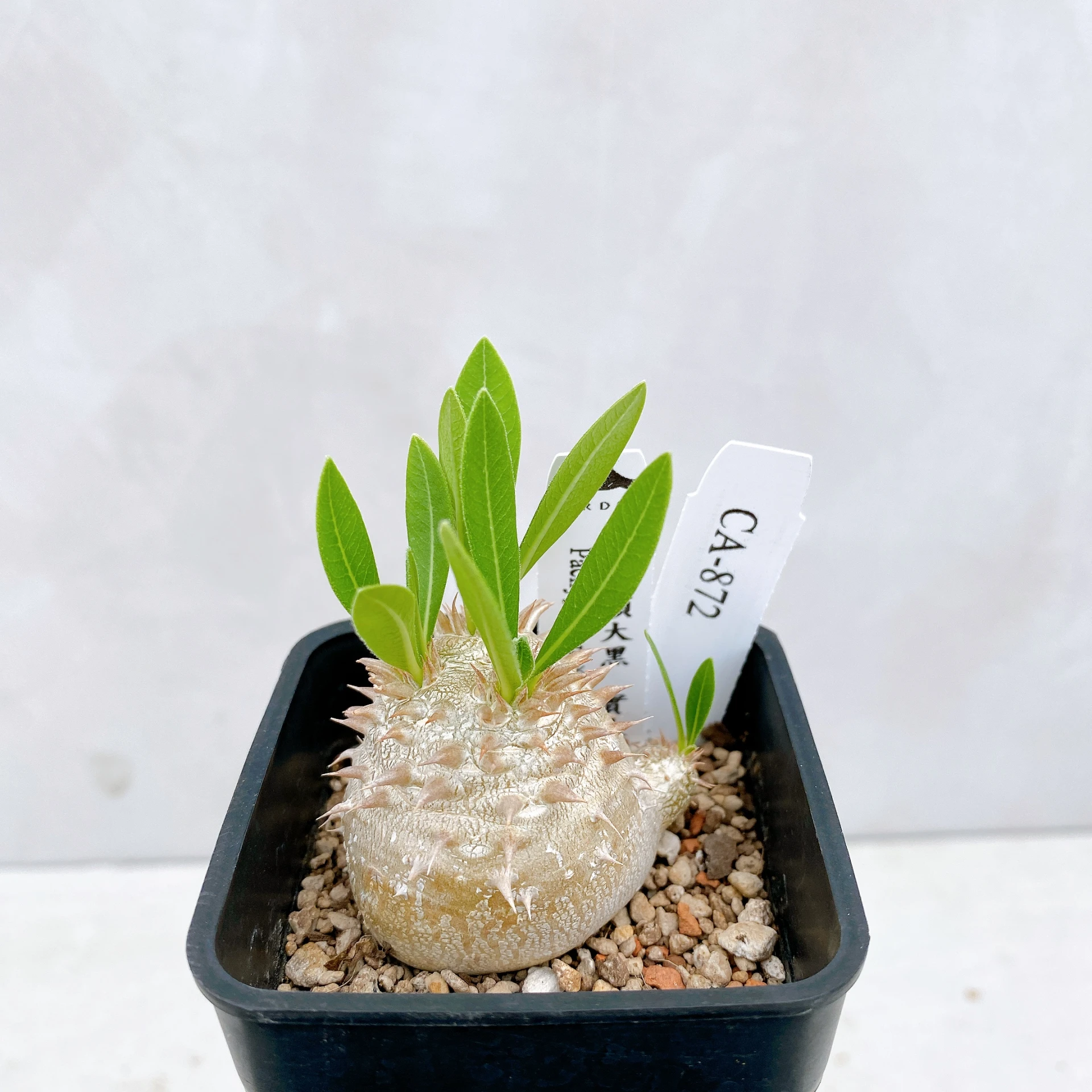 惠比須大黑 Pachypodium ×densicaule(P. densiflorum × P. brevicaule) CA-872