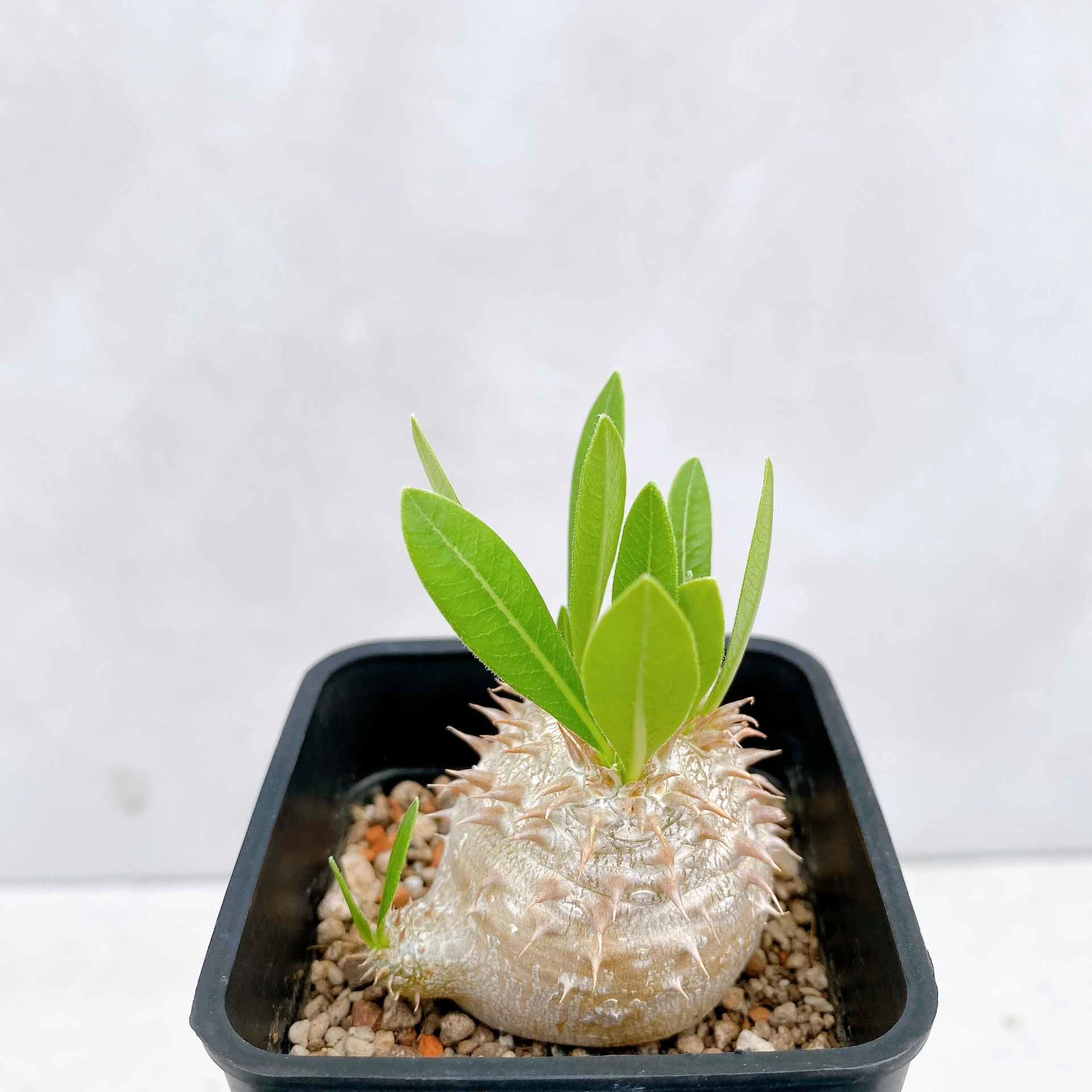 惠比須大黑 Pachypodium ×densicaule(P. densiflorum × P. brevicaule) CA-872