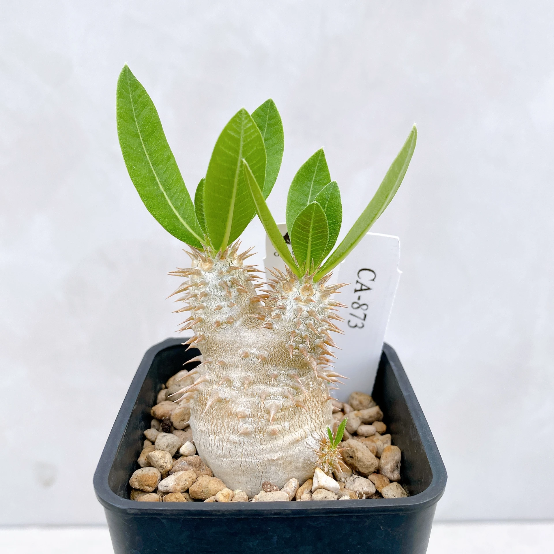 惠比須大黑 Pachypodium ×densicaule(P. densiflorum × P. brevicaule) CA-873