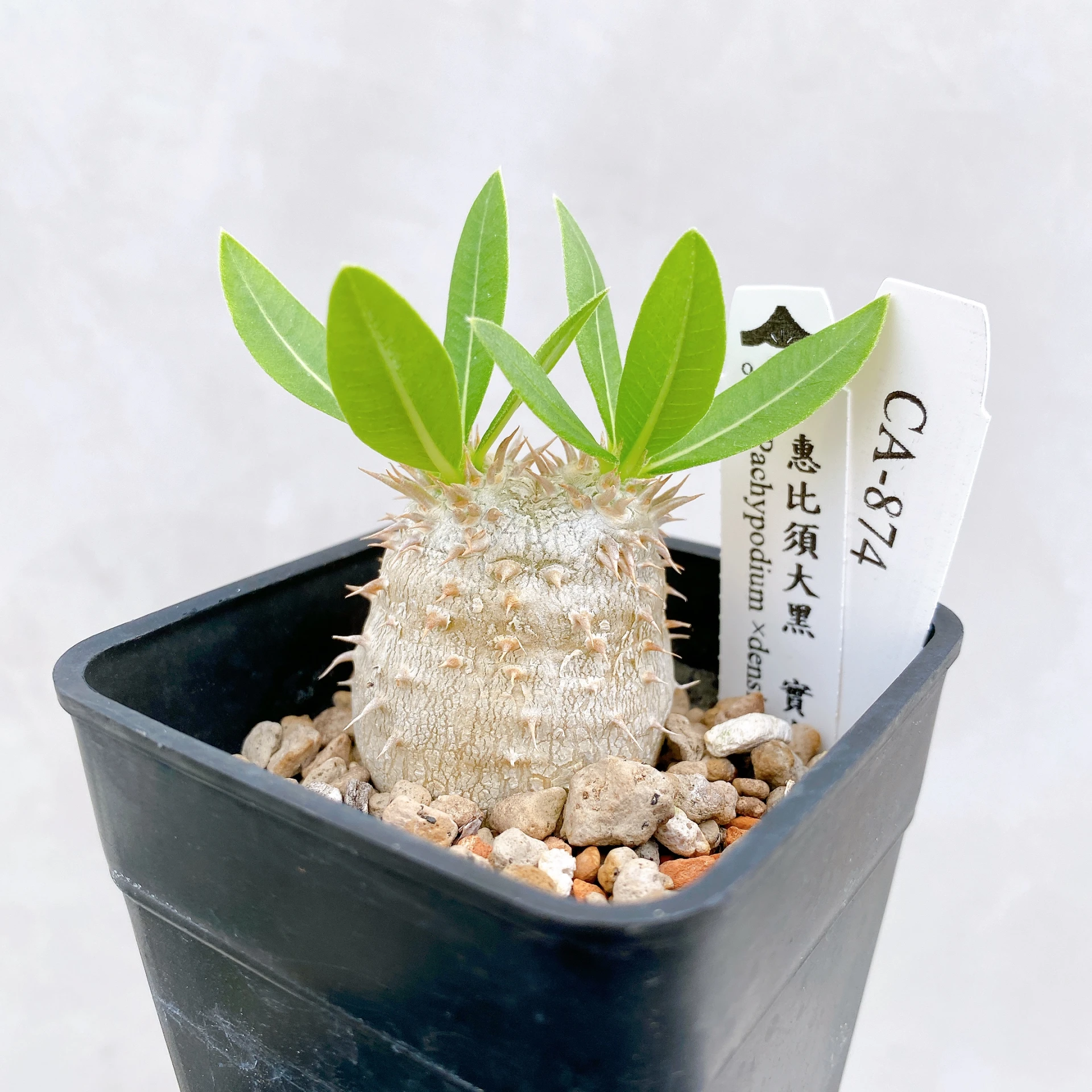 惠比須大黑 Pachypodium ×densicaule(P. densiflorum × P. brevicaule) CA-874