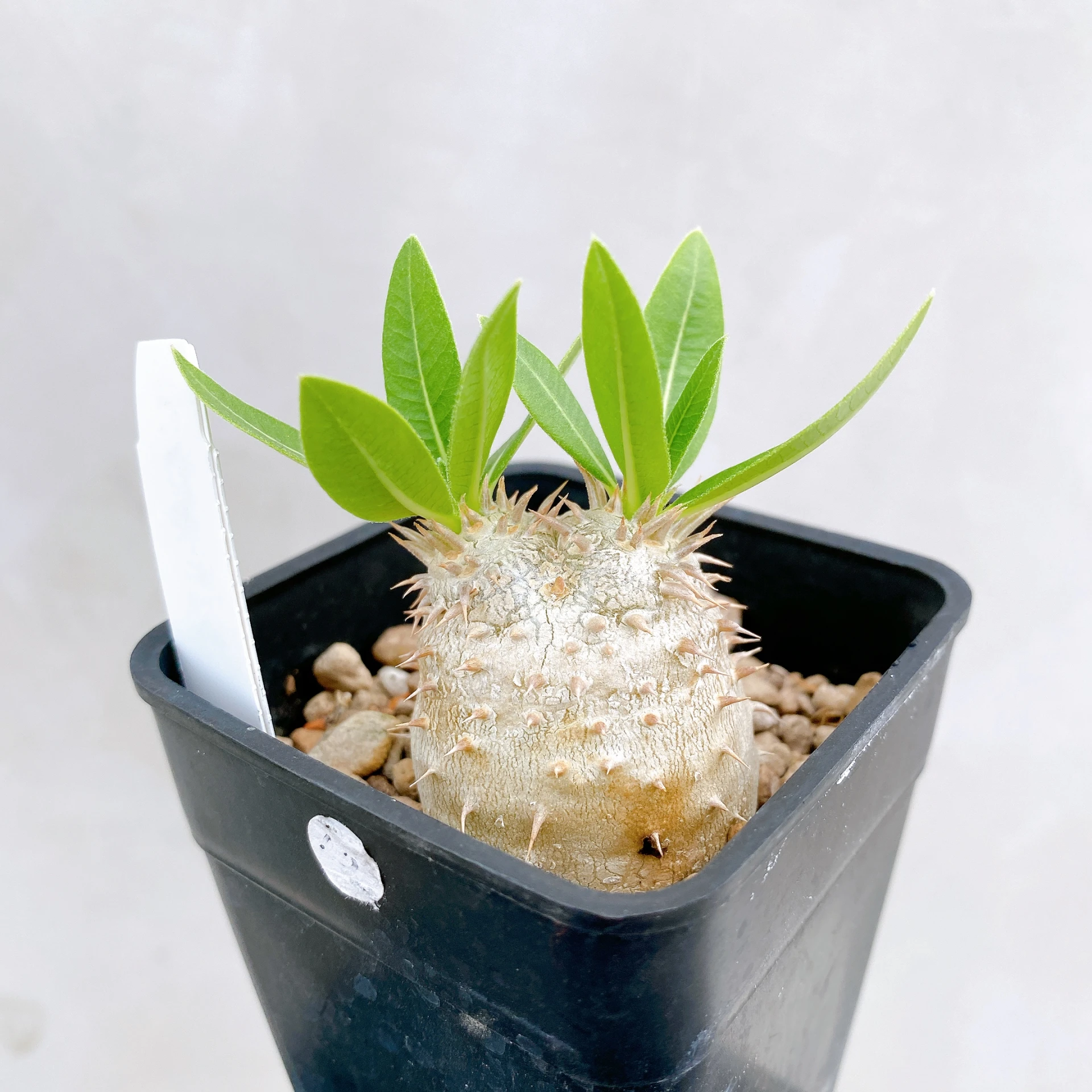 惠比須大黑 Pachypodium ×densicaule(P. densiflorum × P. brevicaule) CA-874