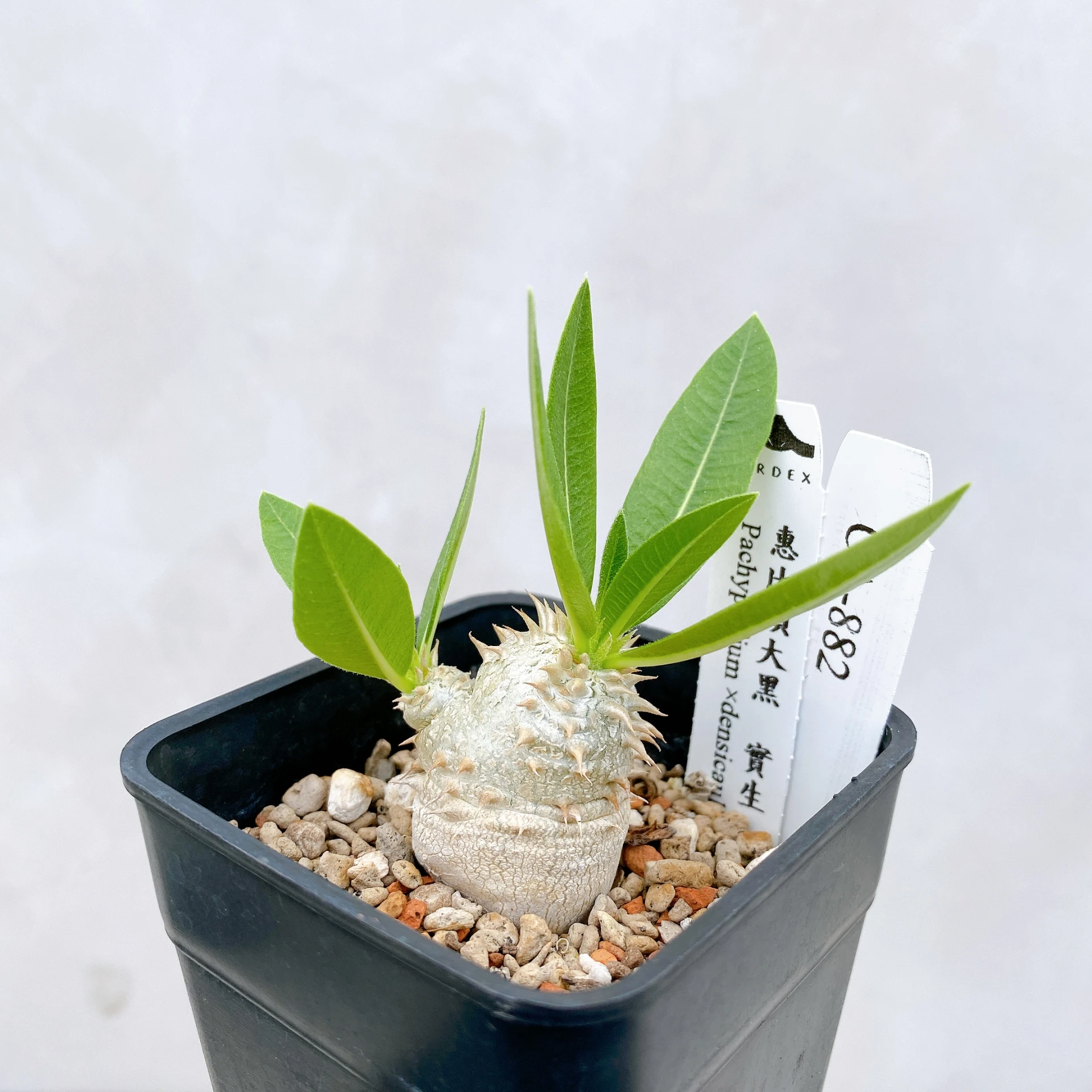 惠比須大黑 Pachypodium ×densicaule(P. densiflorum × P. brevicaule) CA-882