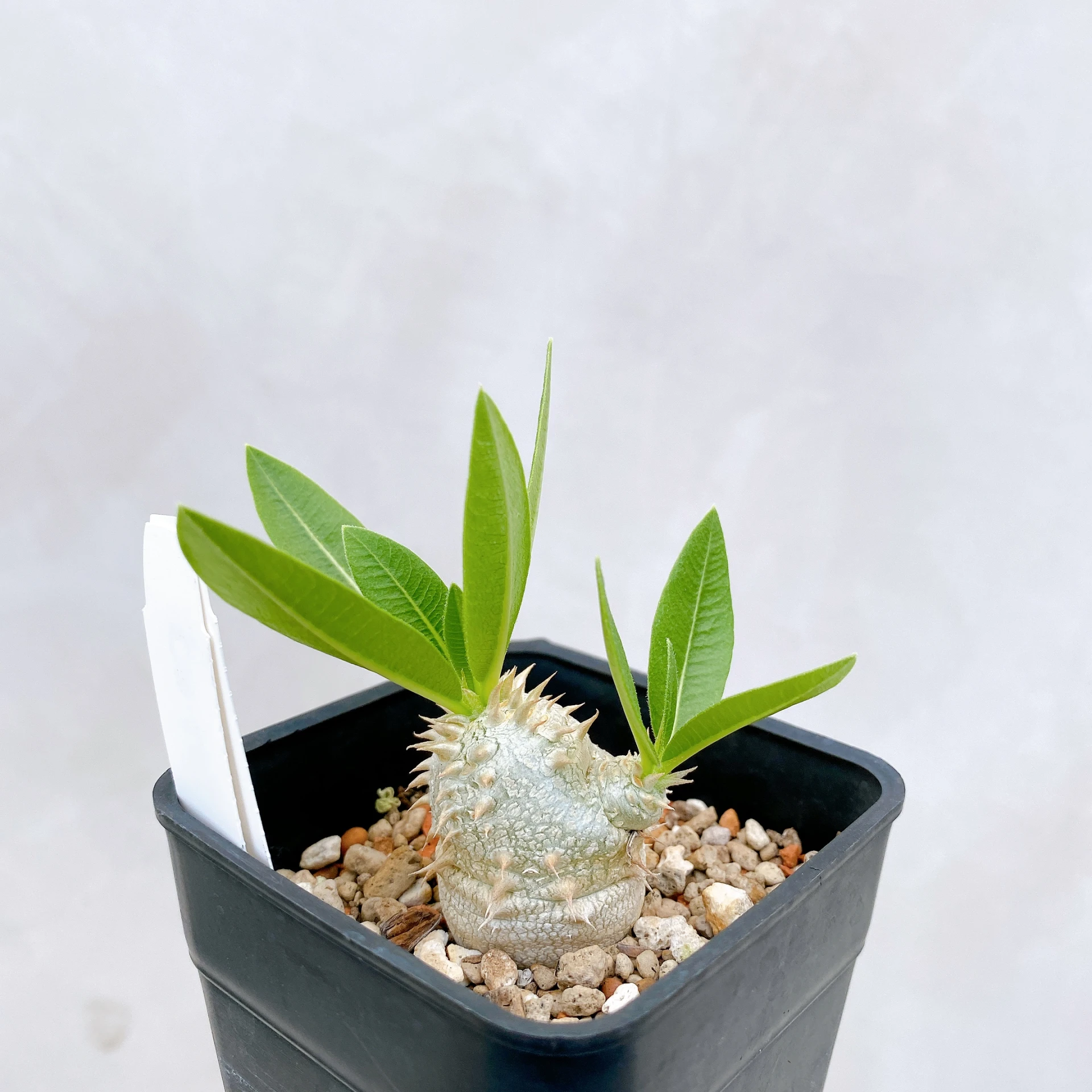 惠比須大黑 Pachypodium ×densicaule(P. densiflorum × P. brevicaule) CA-882