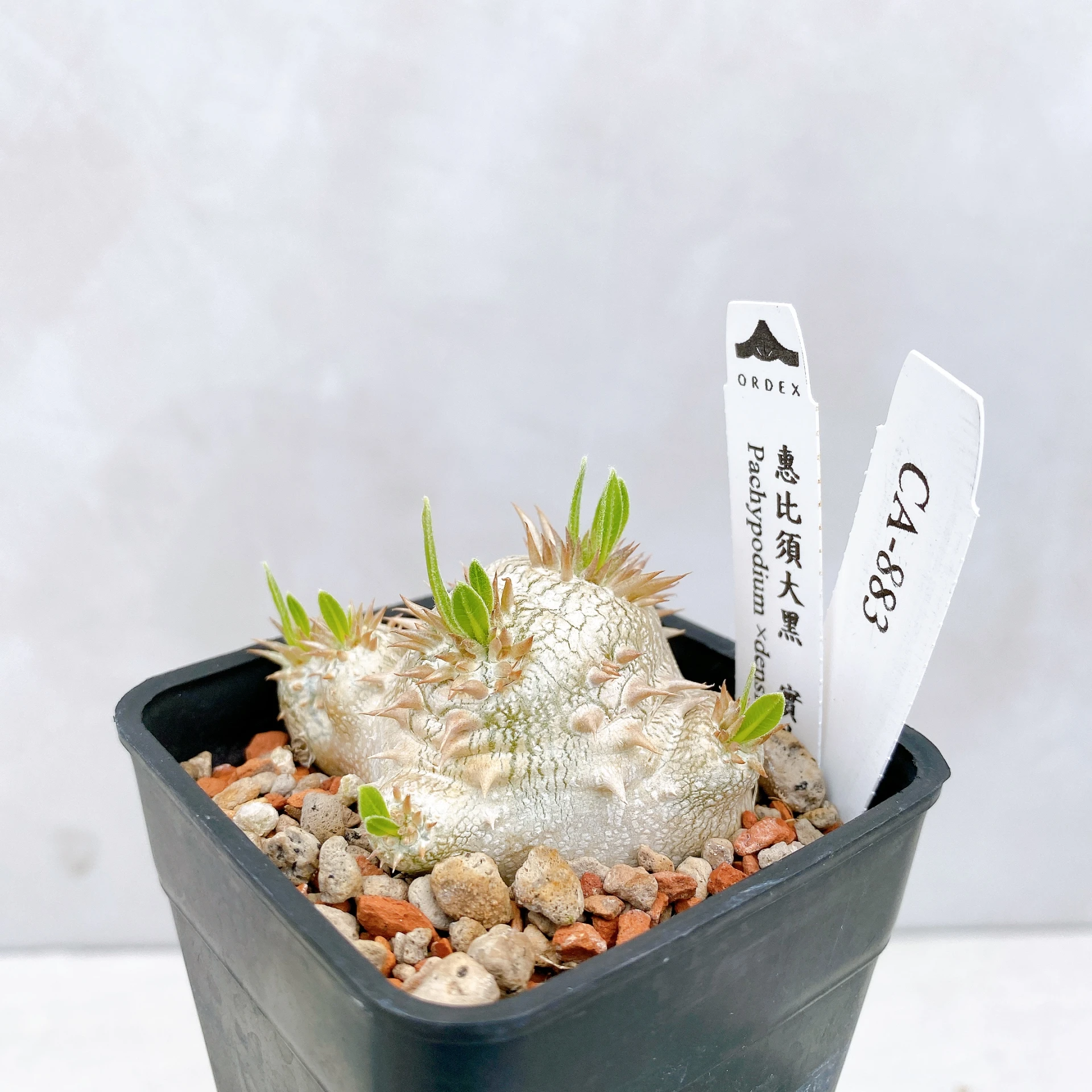 惠比須大黑 Pachypodium ×densicaule(P. densiflorum × P. brevicaule) CA-883