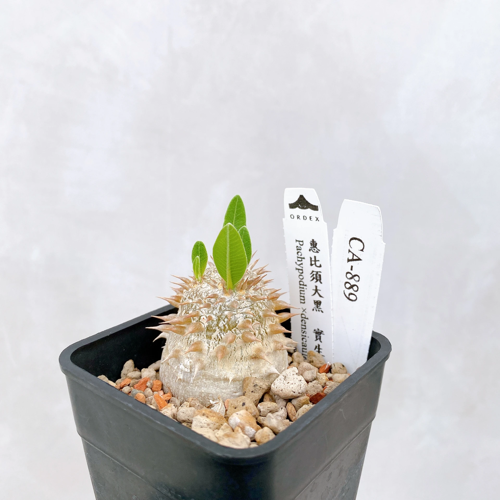 惠比須大黑 Pachypodium ×densicaule(P. densiflorum × P. brevicaule) CA-889