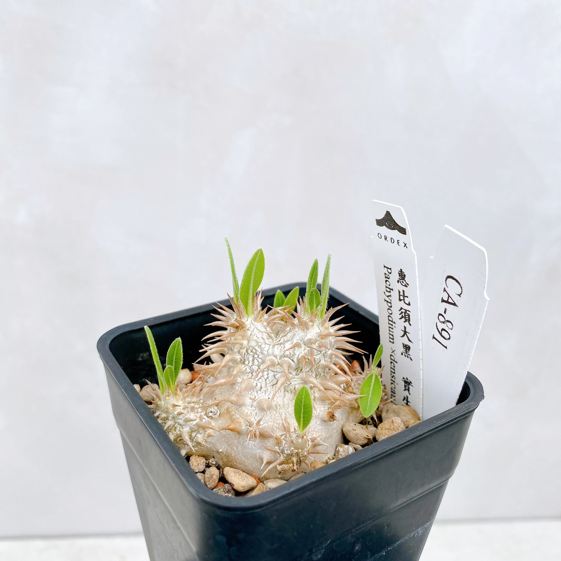 惠比須大黑 Pachypodium ×densicaule(P. densiflorum × P. brevicaule) CA-891