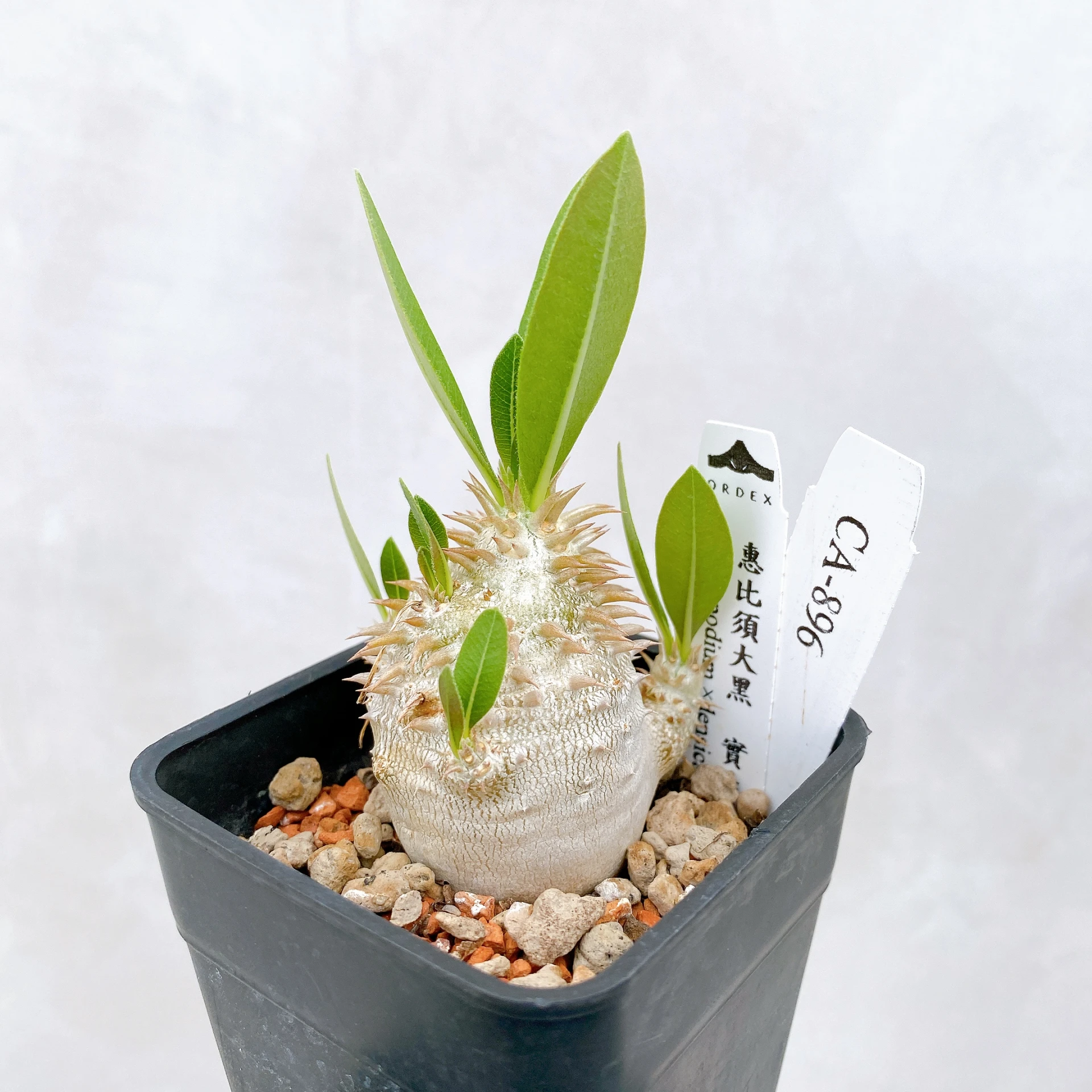 惠比須大黑 Pachypodium ×densicaule(P. densiflorum × P. brevicaule) CA-896