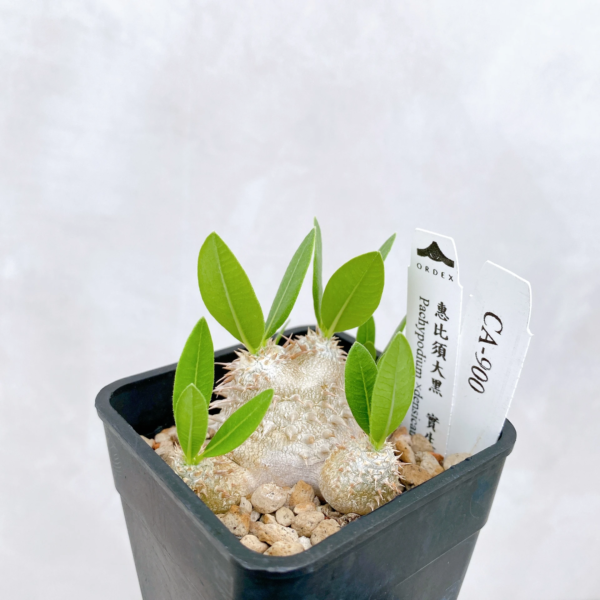 惠比須大黑 Pachypodium ×densicaule(P. densiflorum × P. brevicaule) CA-900